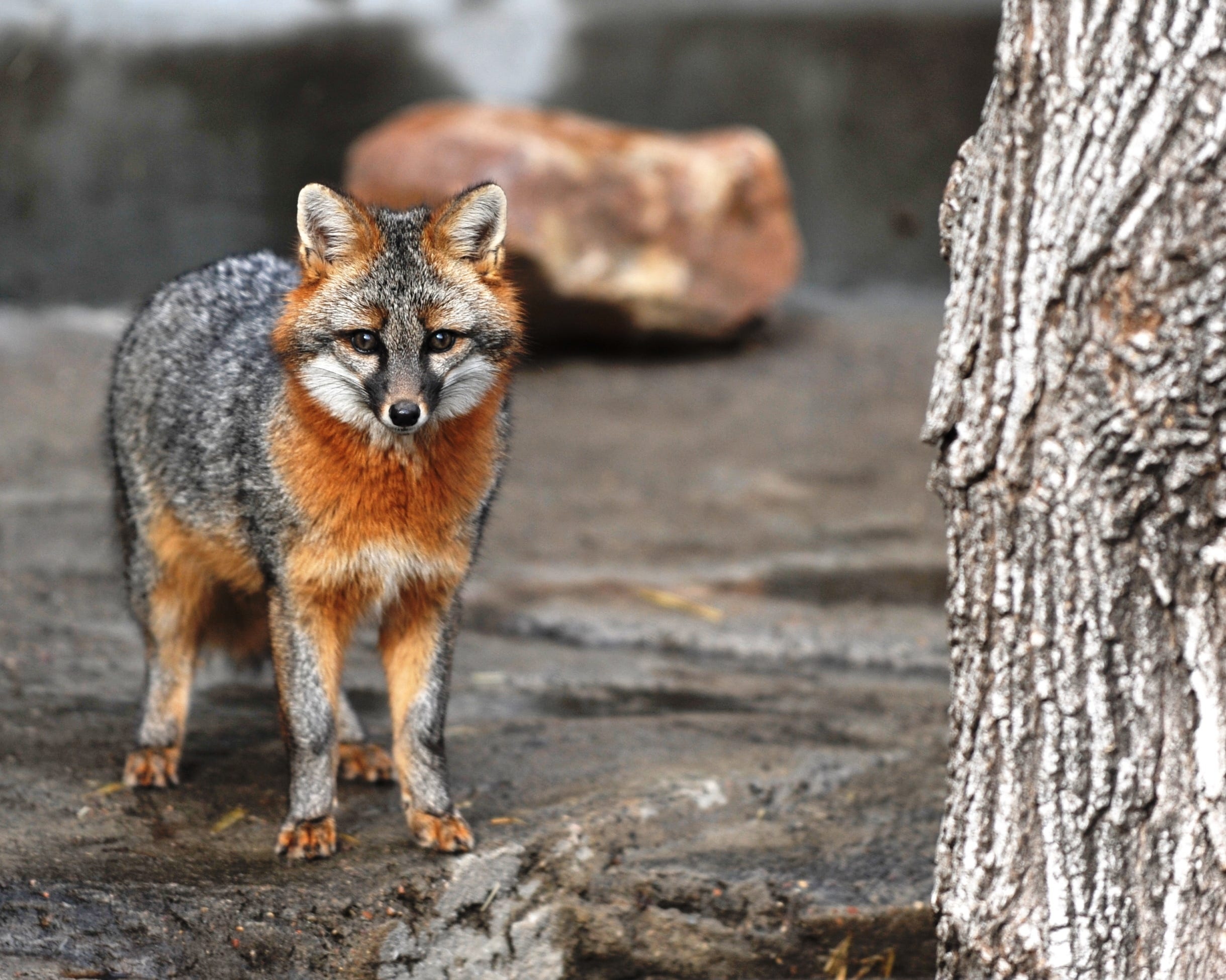 Gray Fox: The species widespread throughout North and Central America, The size of a small dog. 2440x1960 HD Wallpaper.