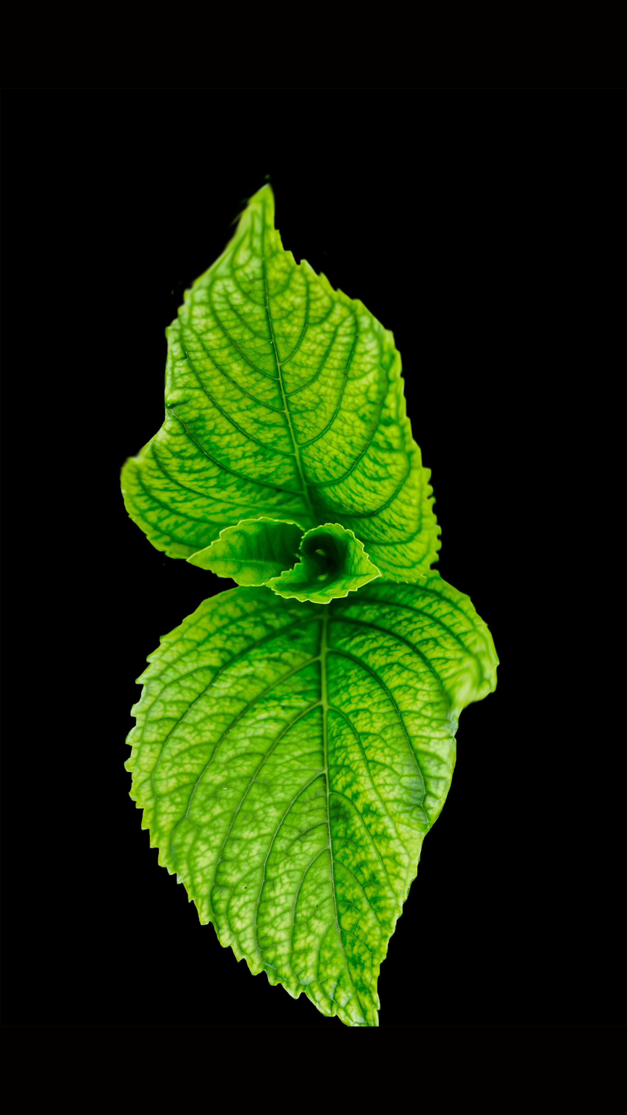 High-quality mint photos, Free stock images, Online photo collection, Mint plant varieties, 2160x3840 4K Phone