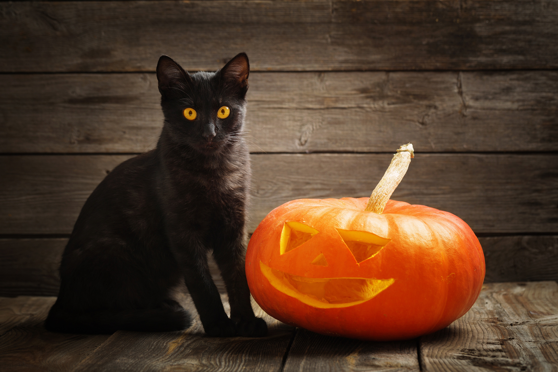 Halloween Cat, Halloween is Upon Us, Protecting the Black Cat, 2160x1440 HD Desktop