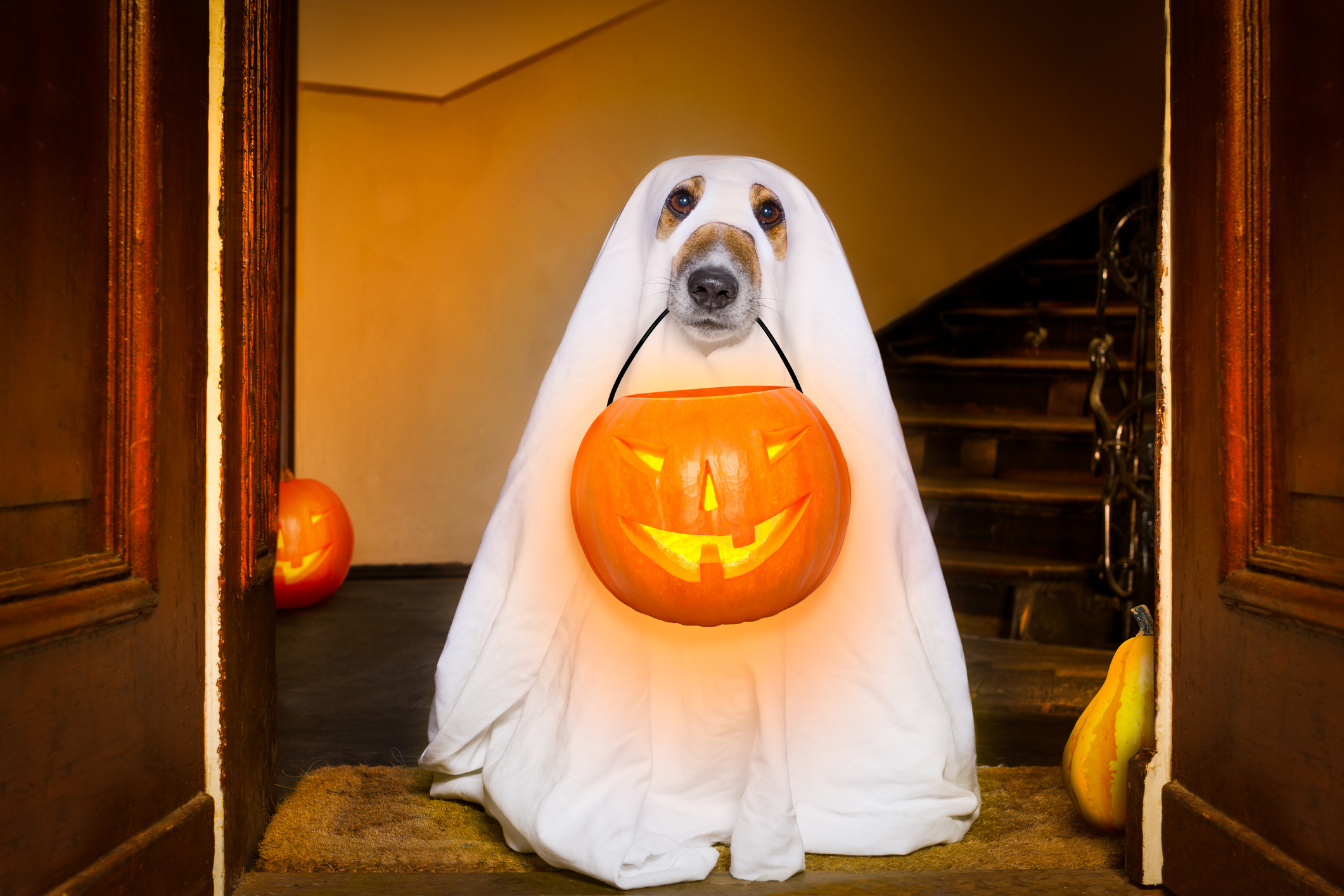 Halloween Pets, Safe celebrations, Pet costumes, Halloween fun, 2130x1420 HD Desktop