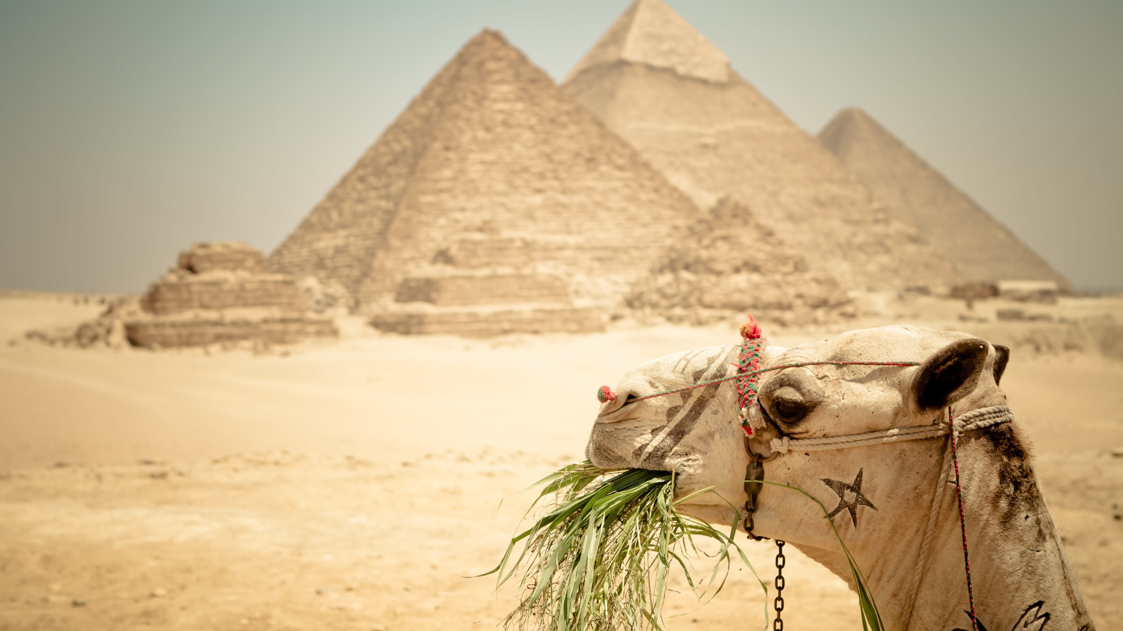 Wallpaper Egypt, Cairo, Sphinx, pyramid, desert, palm trees 3840x2160 UHD 4K  Picture, Image