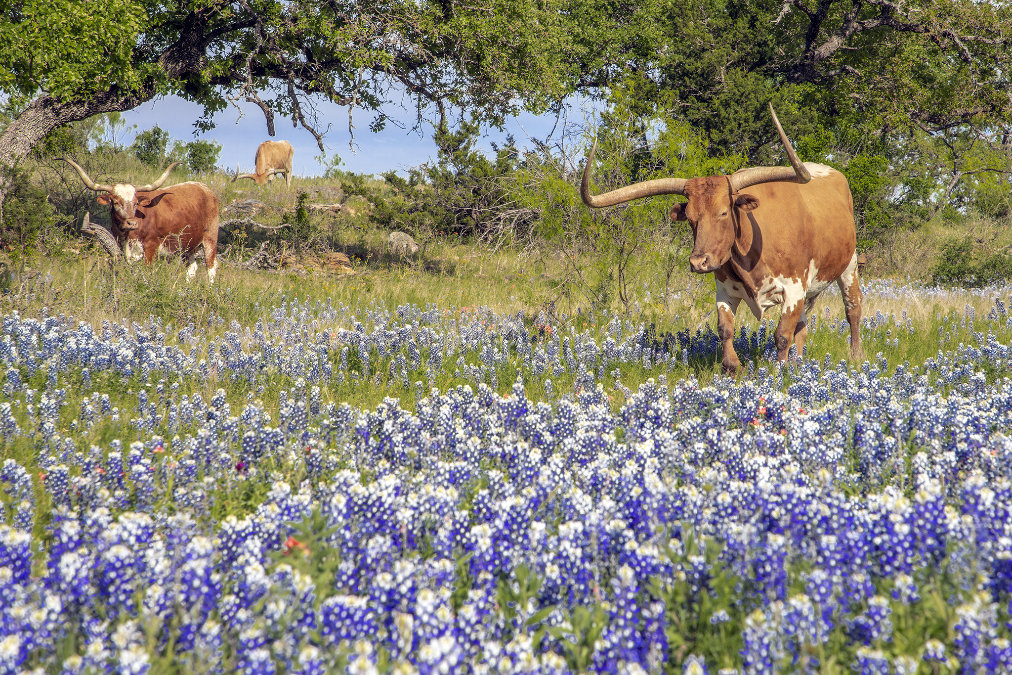 Atemberaubende Fotos von Texas Hill Country, 2050x1370 HD Desktop