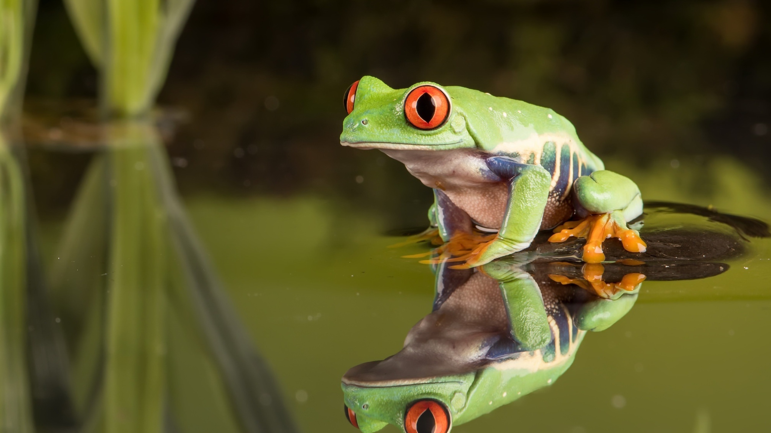 Red Eyed Tree Frog, 1440p resolution, HD wallpapers, Stunning amphibian, 2560x1440 HD Desktop