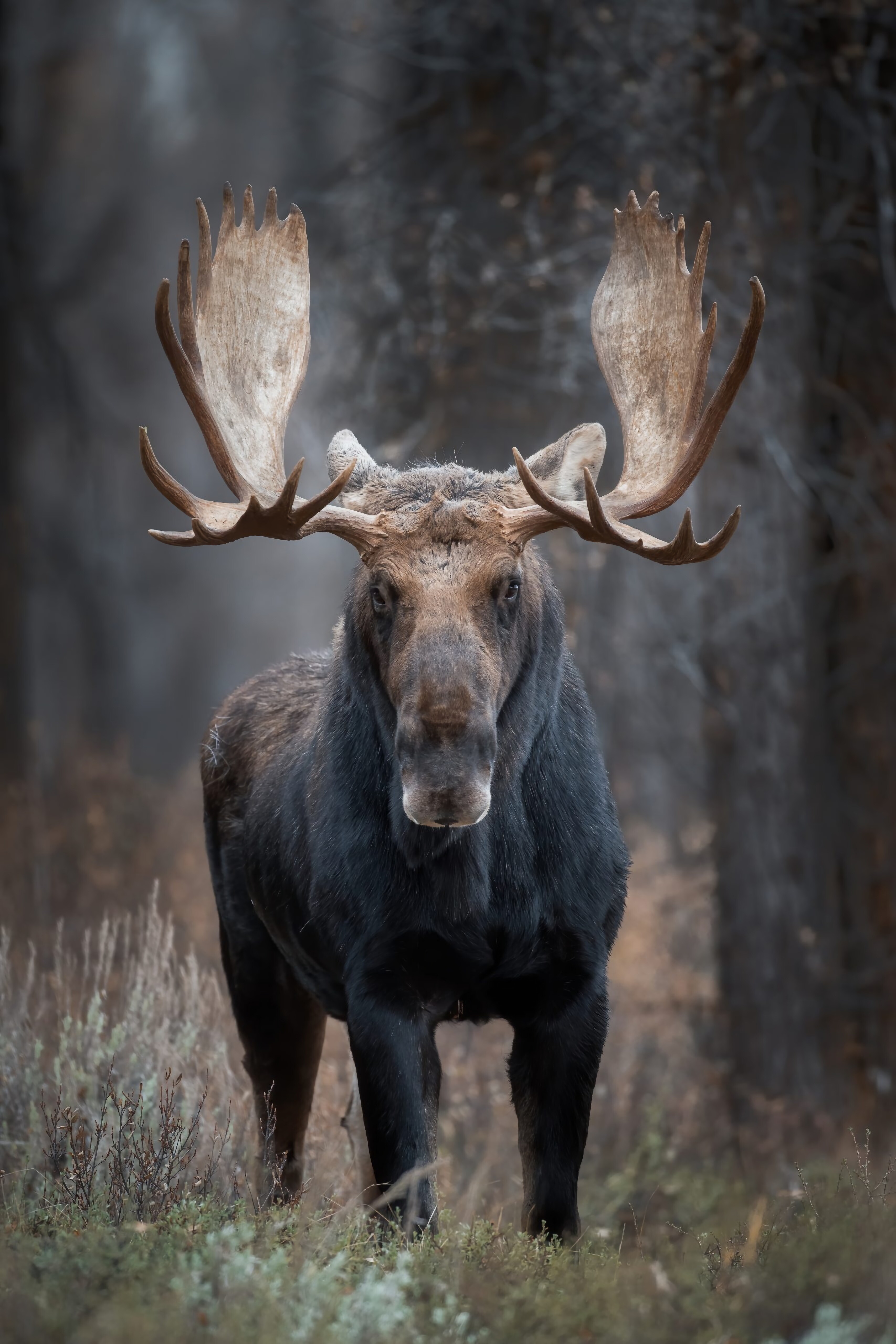 Elk (Animals), Fiery sunsets, Mysterious shadows, Twilight wanderer, 3420x5120 4K Handy