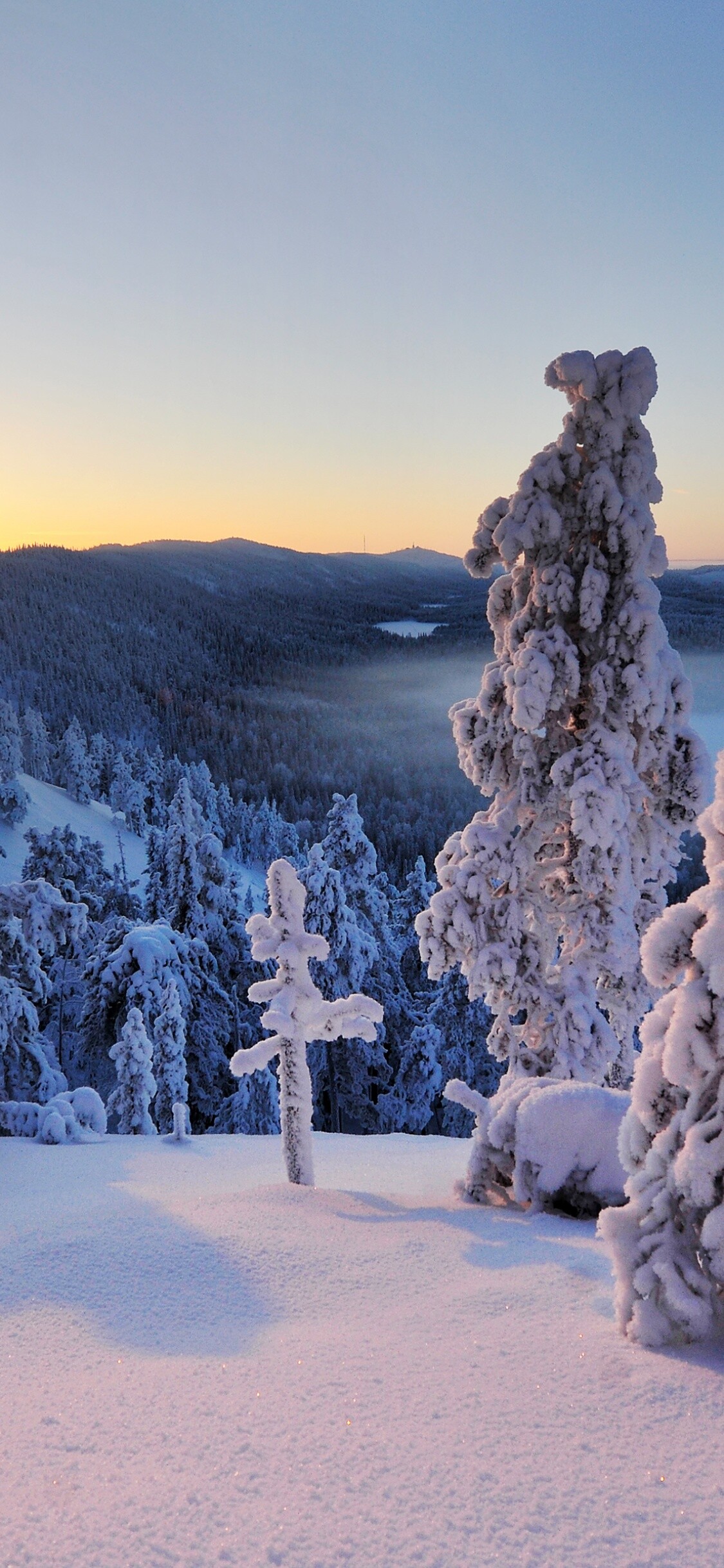 Winter: Snowbound territories, Snowy pine, Landscape. 1130x2440 HD Background.