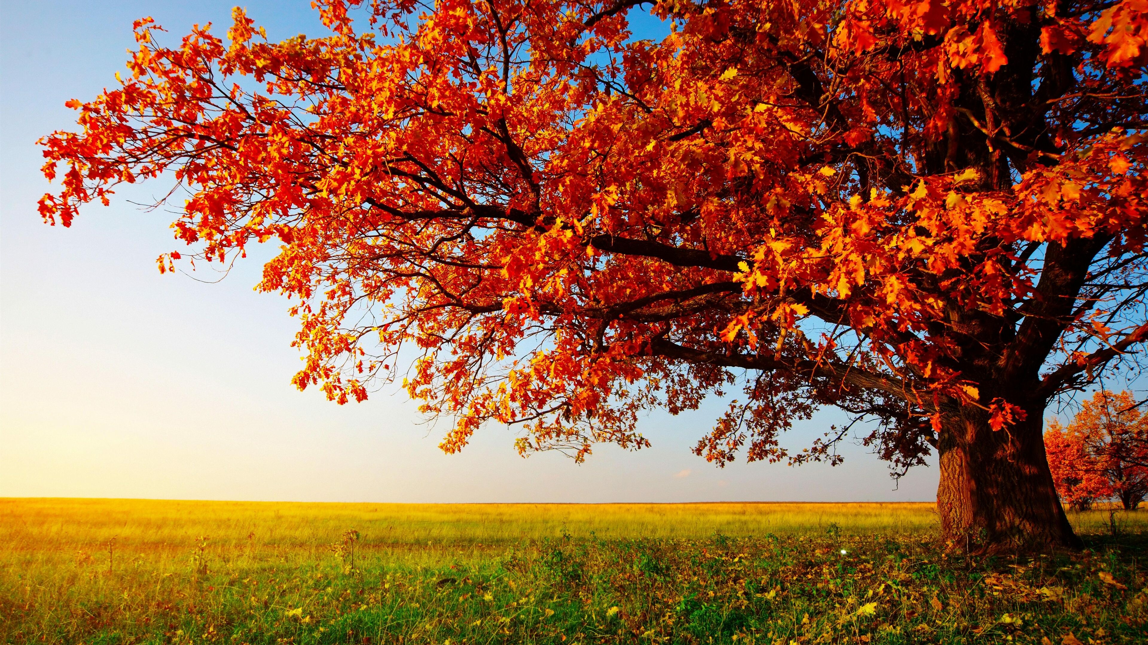 Autumn tree beauty, Vibrant colors, Nature's artistry, Breathtaking wallpapers, 3840x2160 4K Desktop