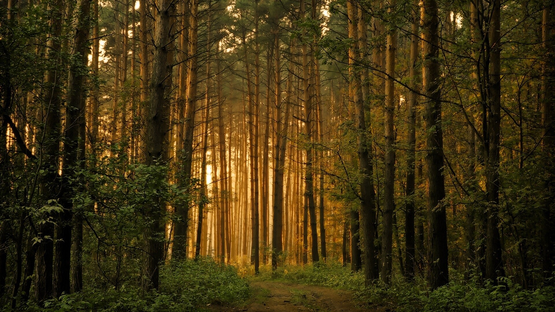 Forest: Nature’s most efficient ecosystem, Wildlife, Flora, Wilderness. 1920x1080 Full HD Background.