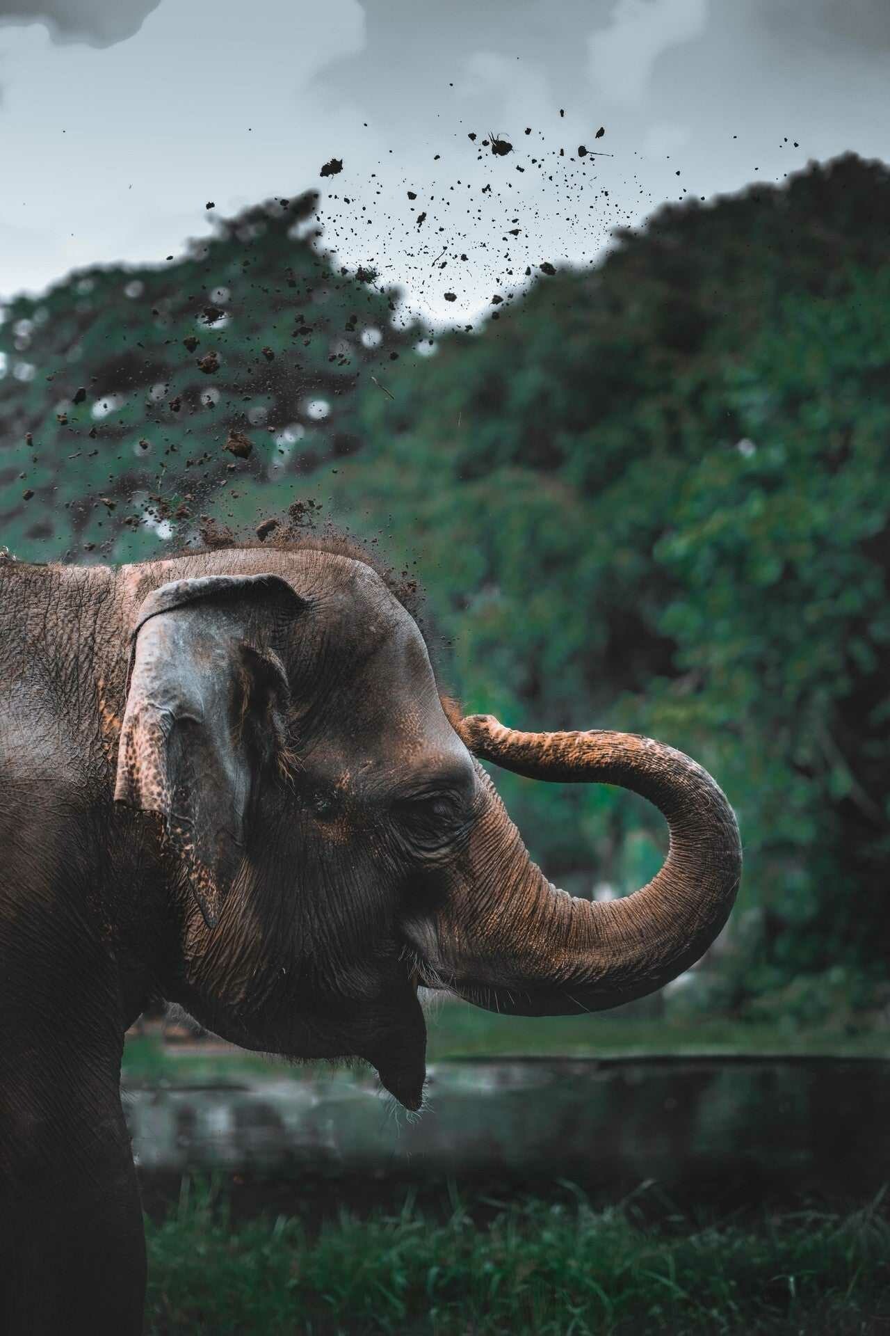 Elephant: Elephants are capable of hearing at low frequencies and are most sensitive at 1 kHz. 1280x1920 HD Wallpaper.