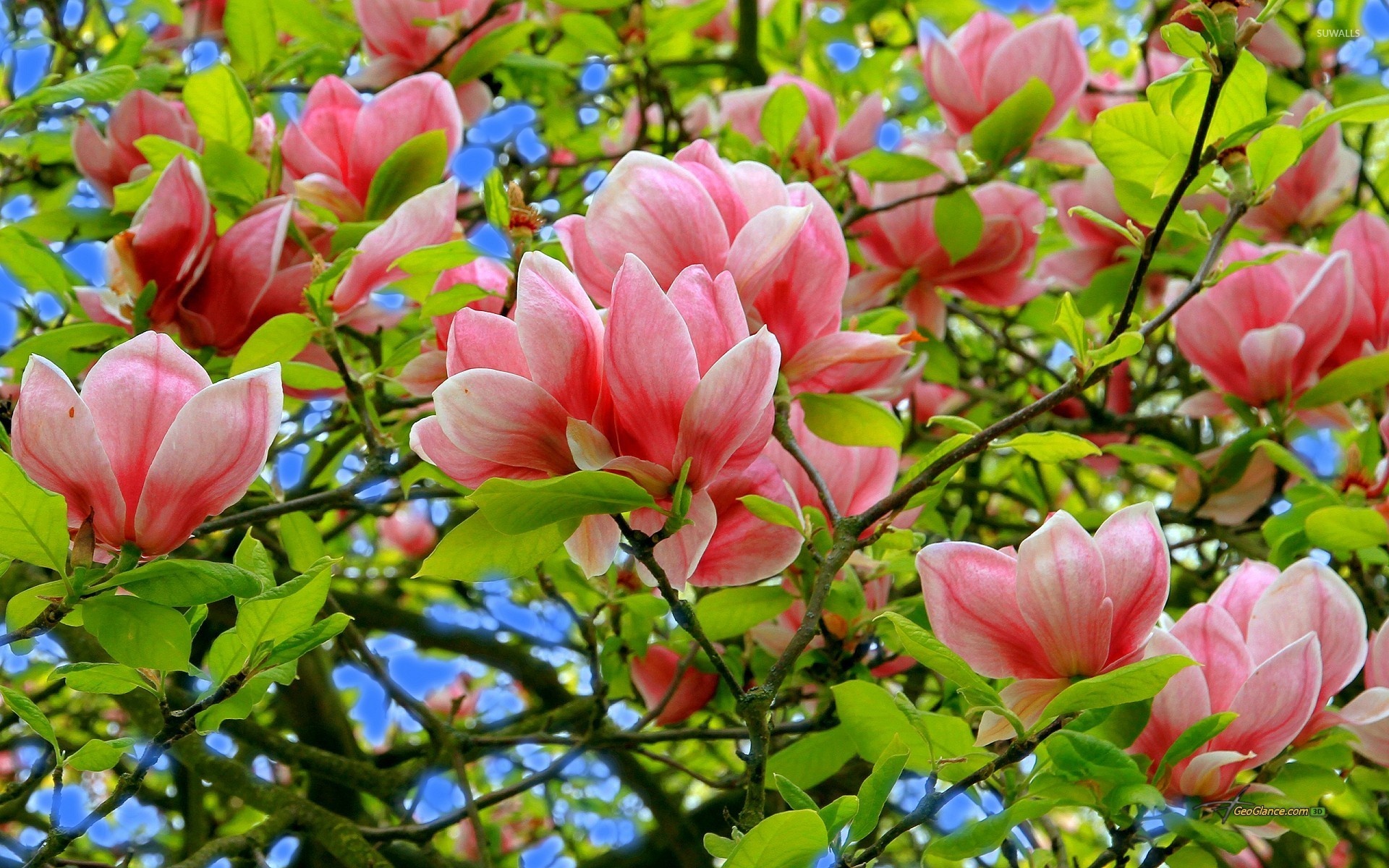 Magnolia's allure, Blossom in full, Nature's masterpiece, Beautiful petals, 1920x1200 HD Desktop