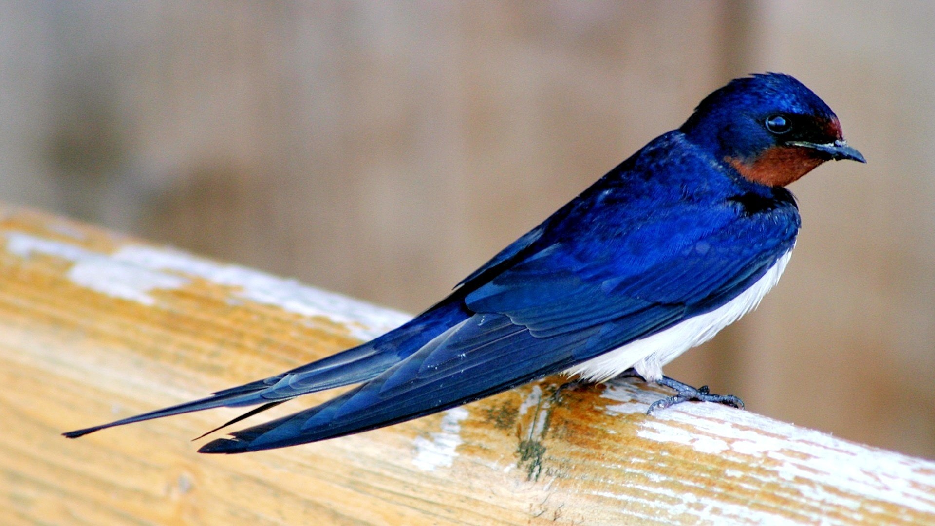 Swallow wallpapers, Illustrated swallows, Avian beauty, Nature-themed, 1920x1080 Full HD Desktop