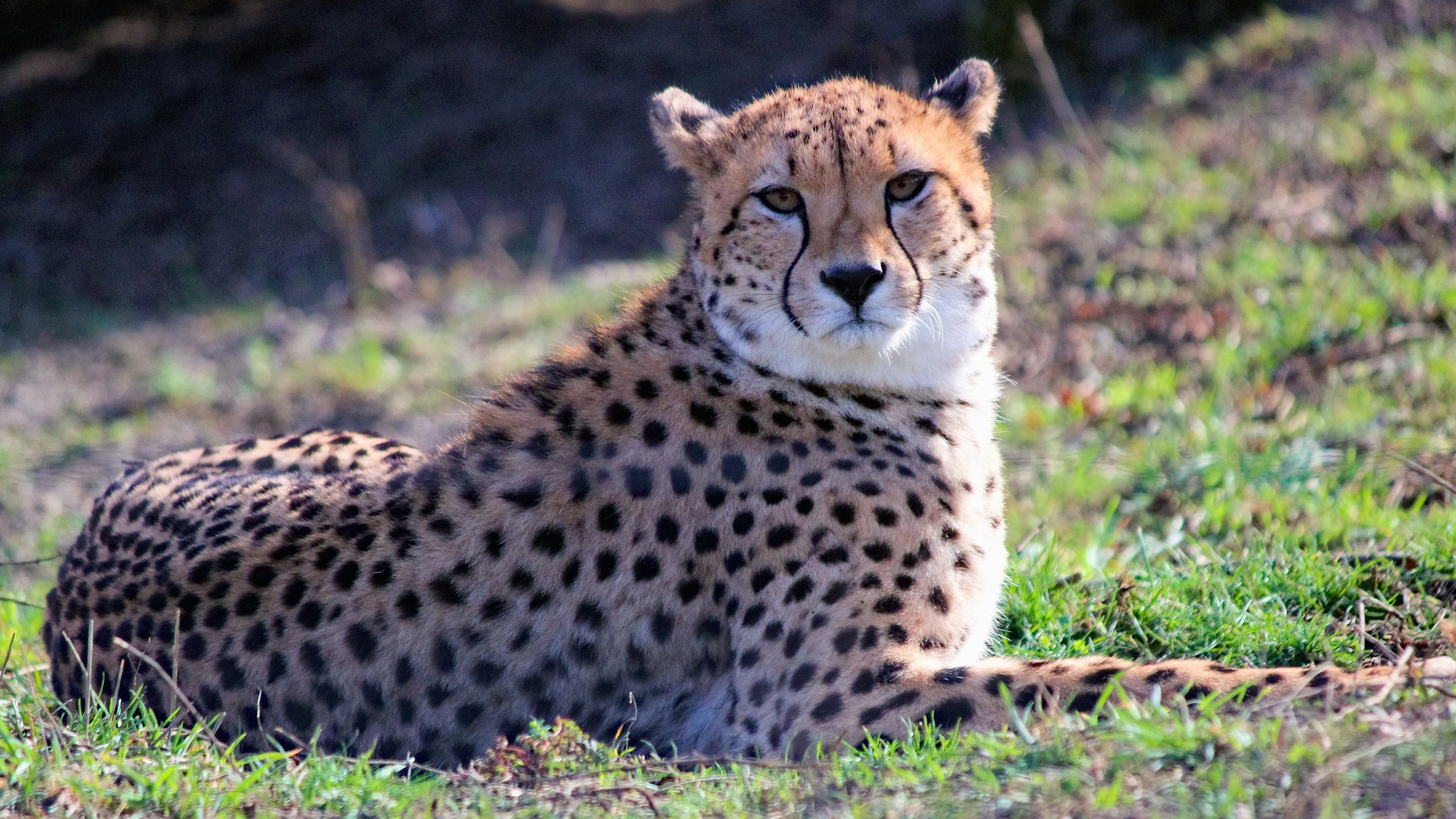 Sitting cheetah, Striking pose, Tranquil background, 4K resolution, 3840x2160 4K Desktop