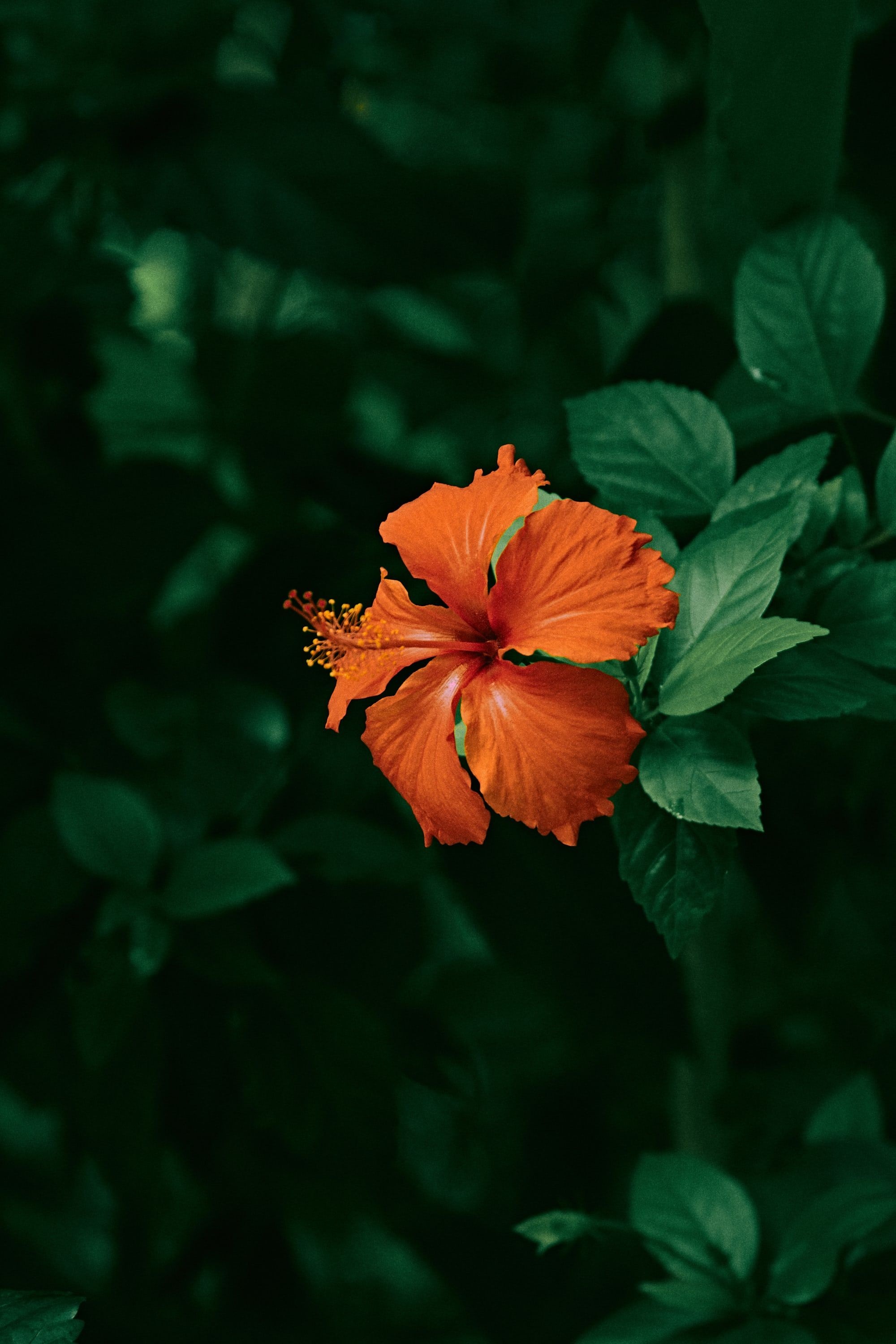Cute hibiscus, Pinterest inspiration, Stunning flowers, Natural charm, 2000x3000 HD Handy
