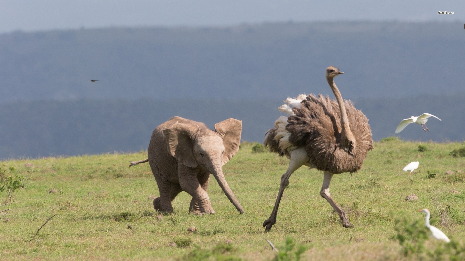 Ostrich wallpapers, Posted by Christopher Sellers, Animal hq ostriches, Feathered giants, 1920x1080 Full HD Desktop