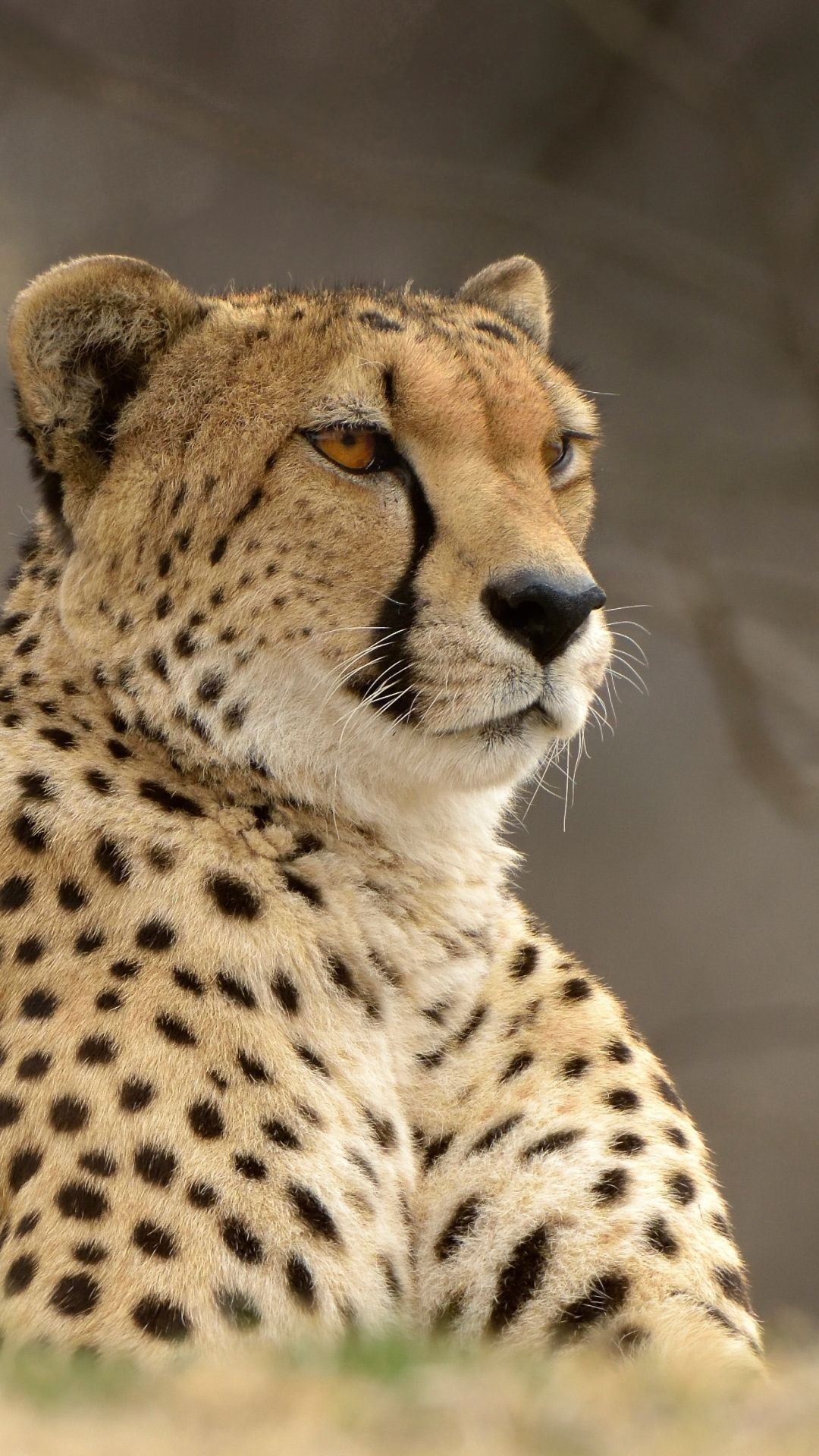 Animal cheetah, Mobile wallpaper, Cute and wild, Beautiful feline, 1080x1920 Full HD Handy