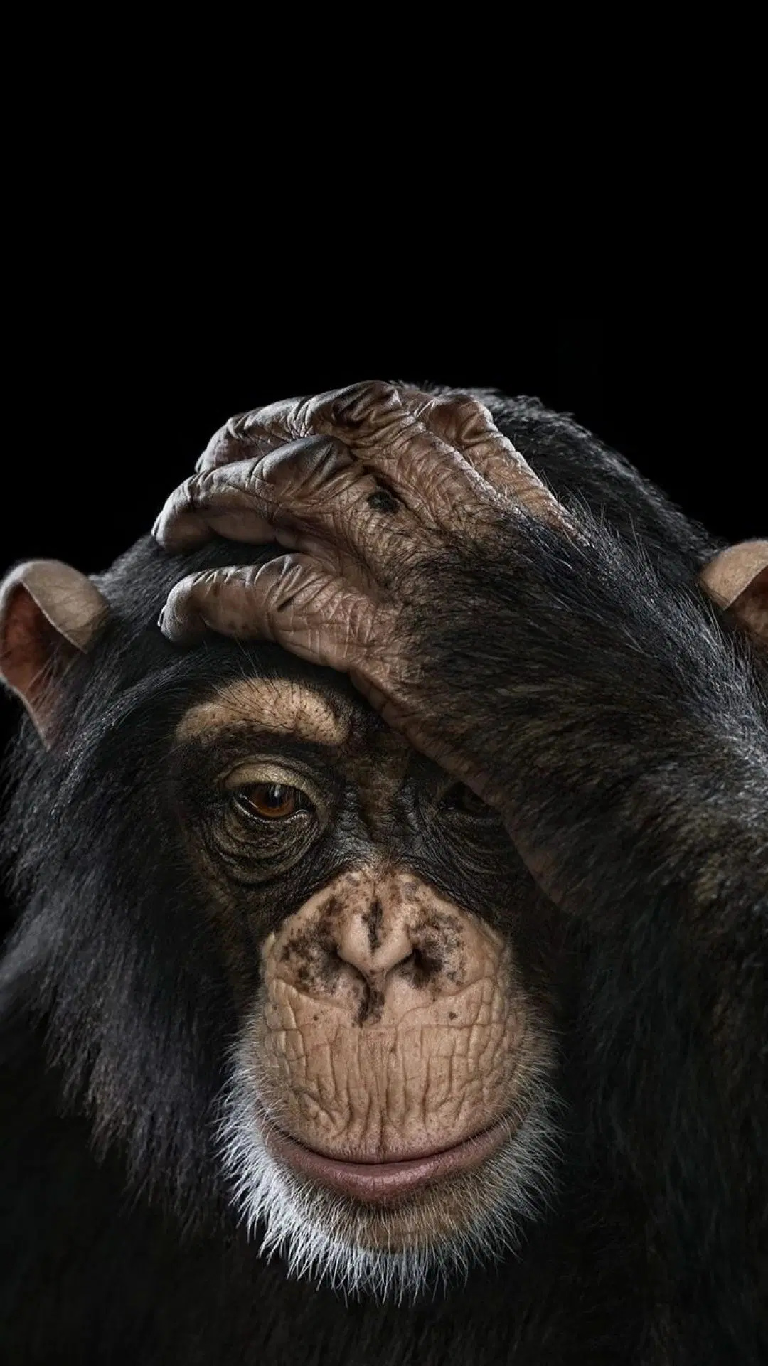 Chimpanzee, Variety of wallpapers, Android and iPhone compatible, Stunning HD, 1080x1930 HD Handy