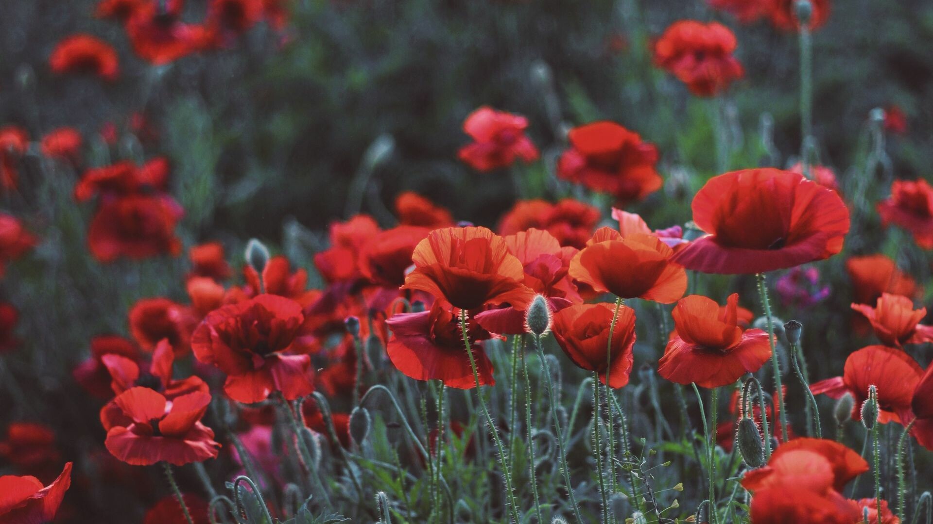 Poppy Flower: Poppies can be found across the country in the summer months, although modern agriculture has decreased its range. 1920x1080 Full HD Background.