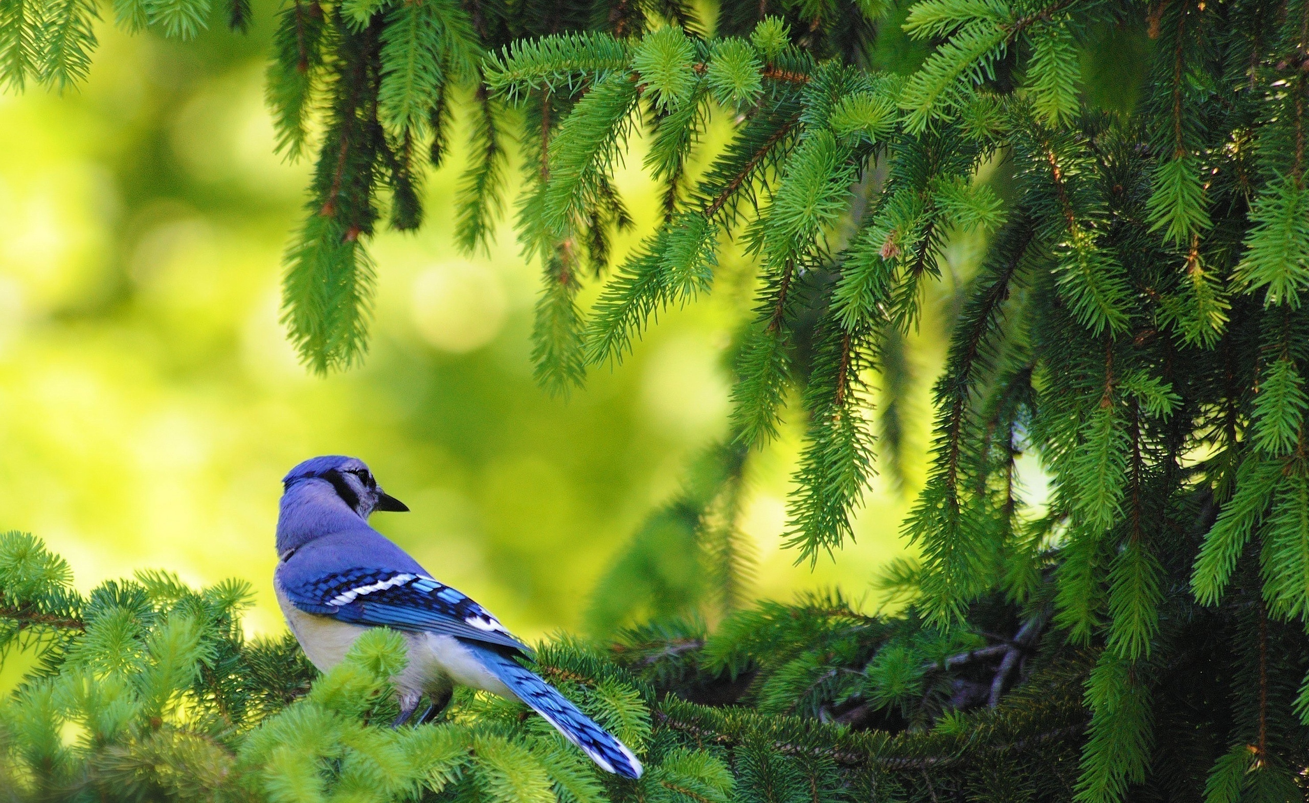Bird perched on spruce, Natural habitat, Serene nature, Branches in focus, 2560x1580 HD Desktop