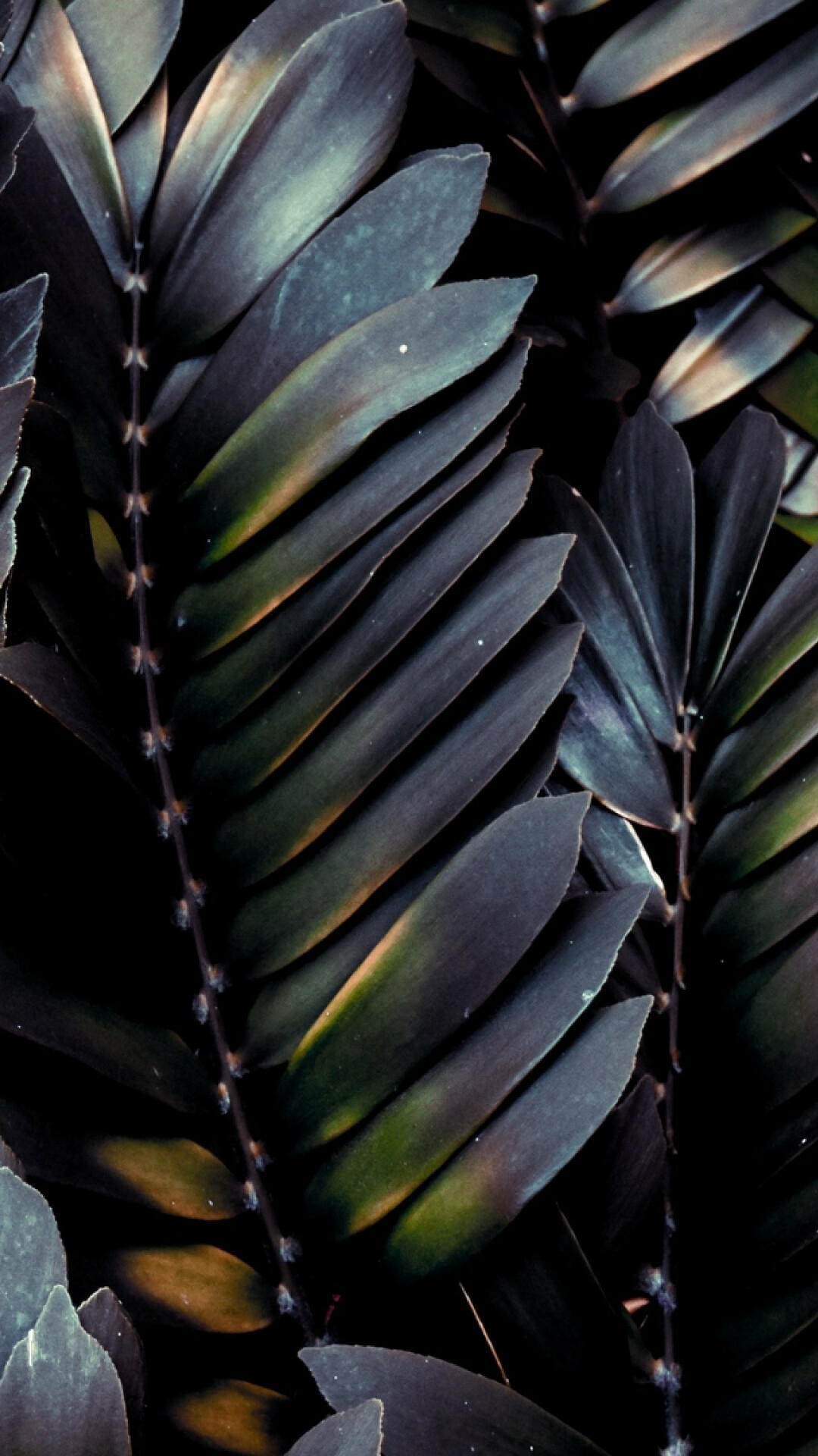 Leaves: Beautiful tropical foliage, Feather-like leaf. 1080x1920 Full HD Wallpaper.