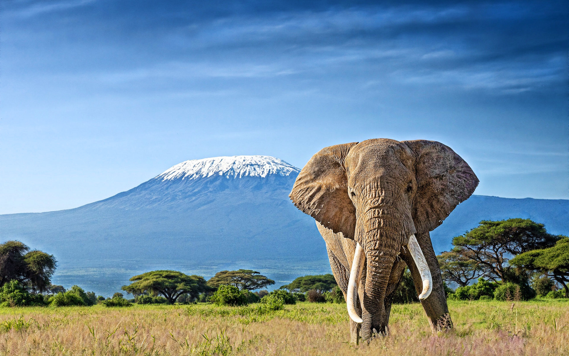 Kilimanjaro, Travels, Elephants, African savannah, 1920x1200 HD Desktop