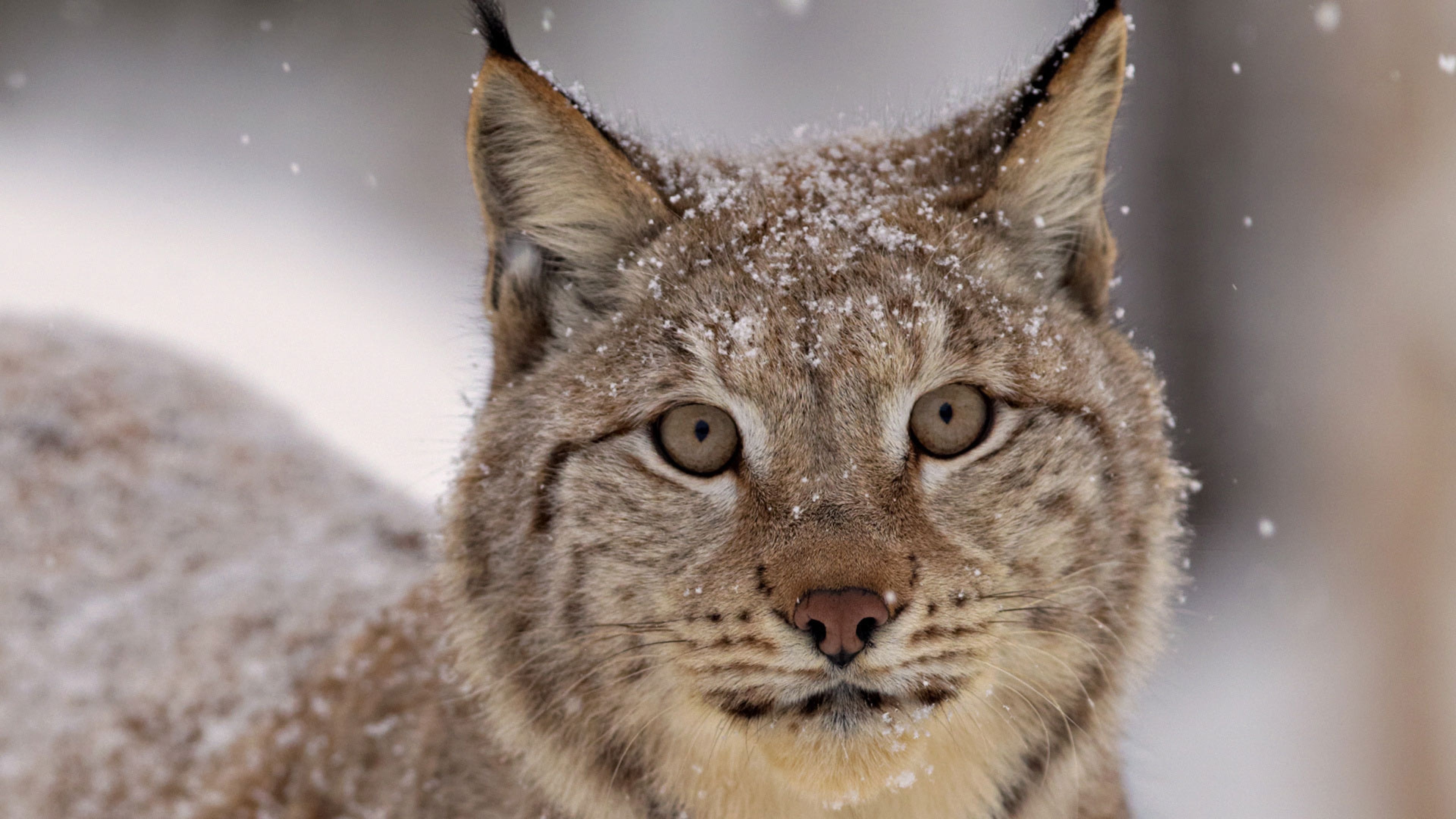 Lynx, Animal photography, Big cats, 3840x2160 4K Desktop