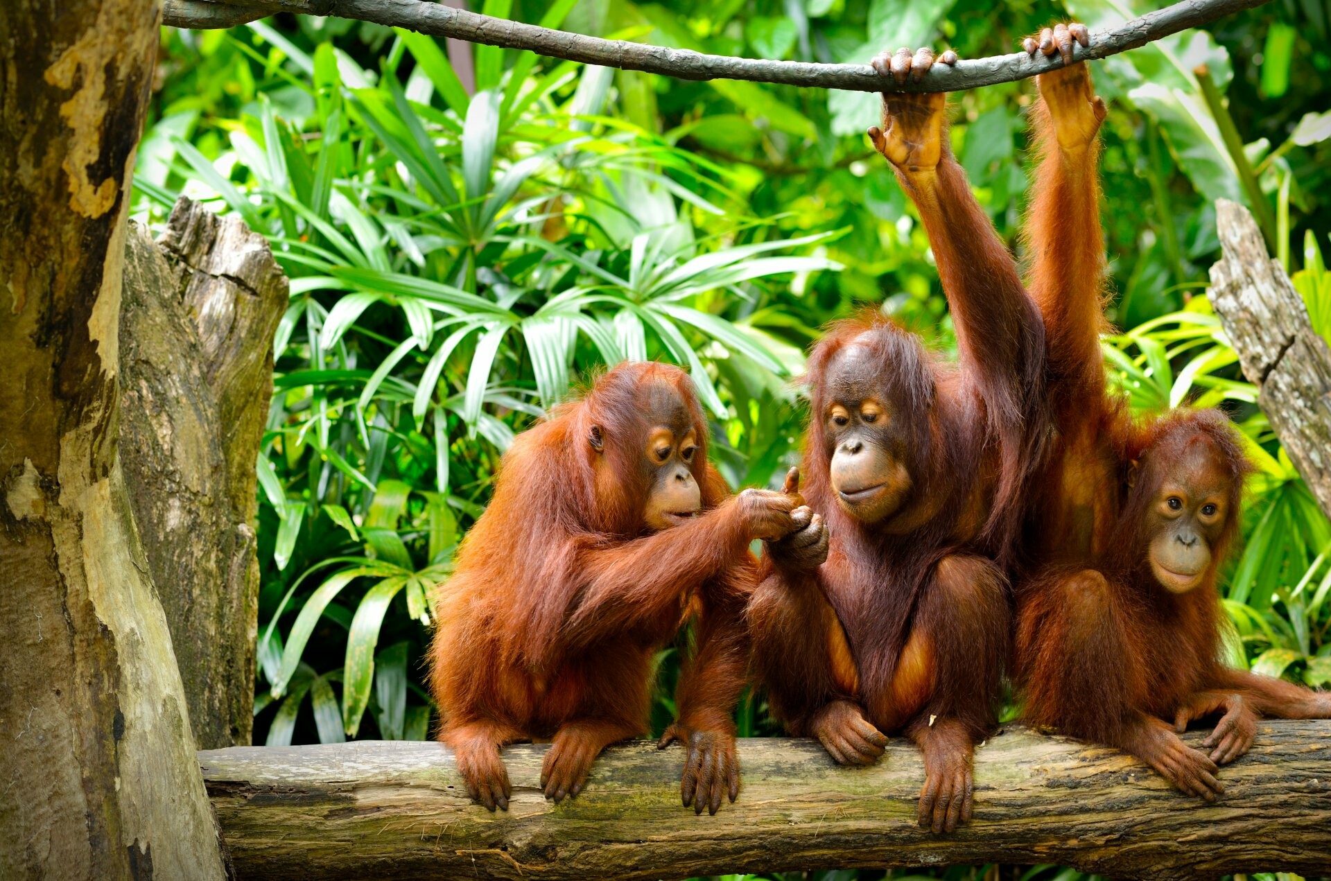Ape: Orangutans are the largest arboreal mammals and the most socially solitary of the great apes. 1920x1280 HD Wallpaper.