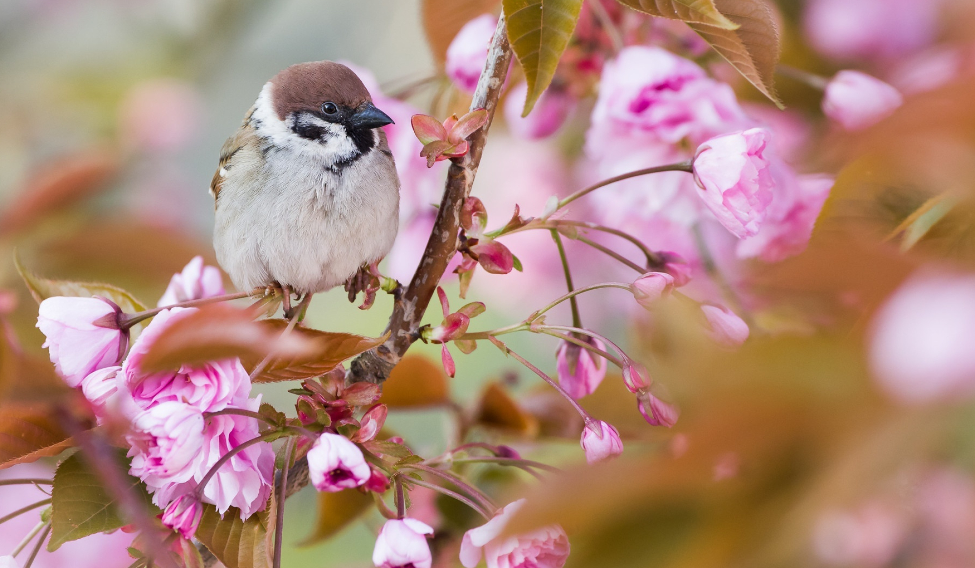 Beautiful sparrow, Nature's gift, Avian essence, Perfect wallpaper, 2000x1170 HD Desktop