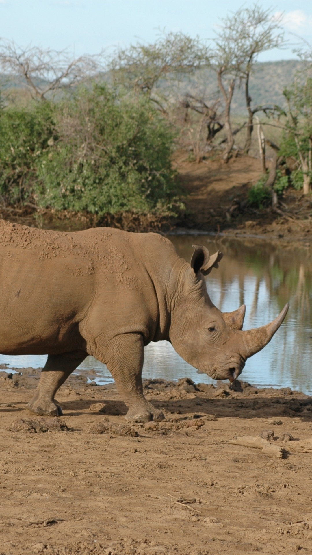 Rhino animal, Powerful rhino depiction, Majestic wildlife image, Rhino in natural habitat, 1080x1920 Full HD Phone