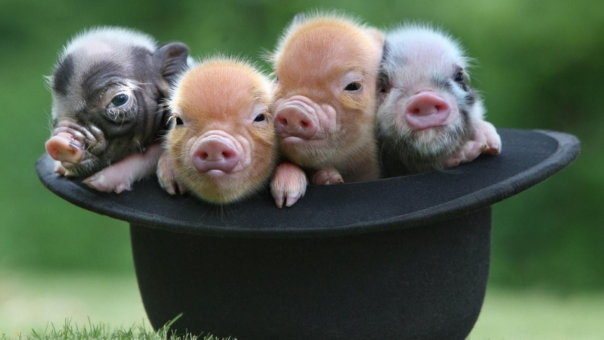 Adorable baby pigs, Cute farm animals, Snuggly cuddles, Gentle oinks, 1920x1080 Full HD Desktop