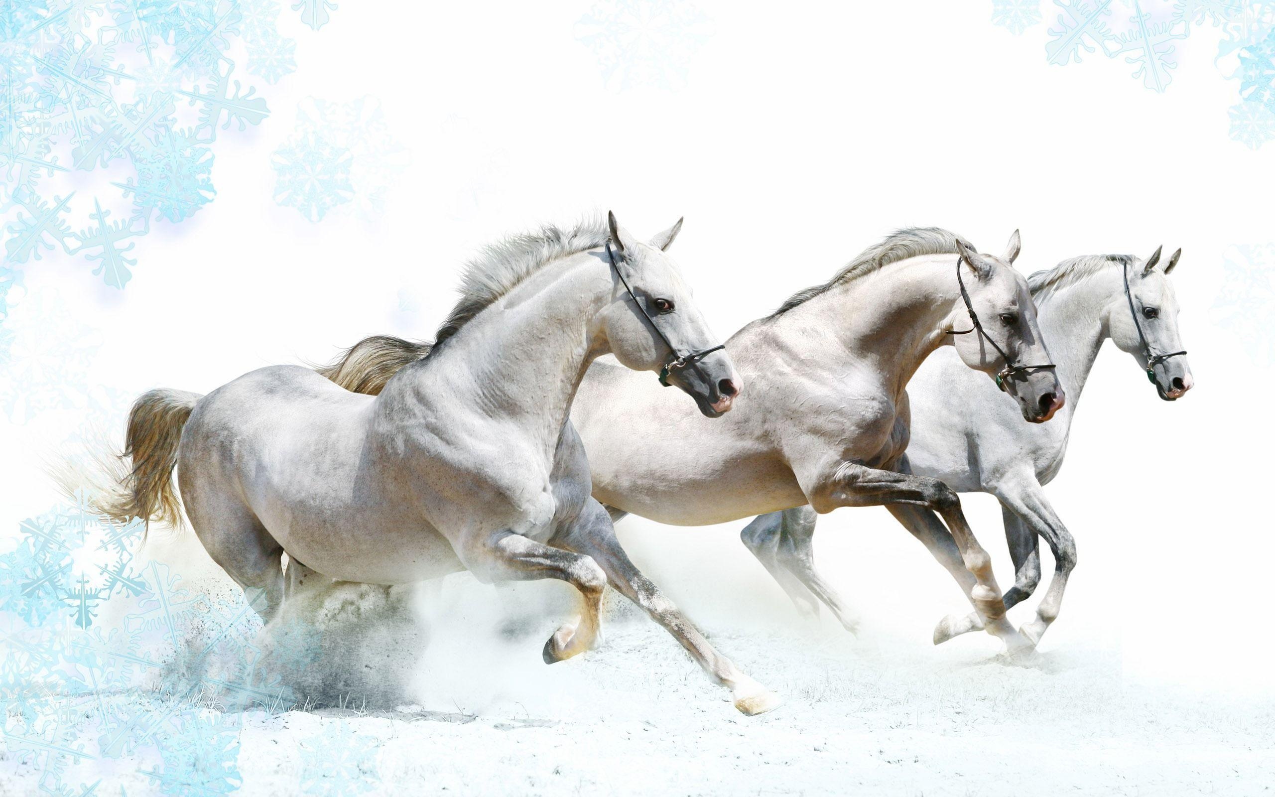 Horses in the Snow, Majestic creatures, Winter beauty, Snowy landscapes, 2560x1600 HD Desktop