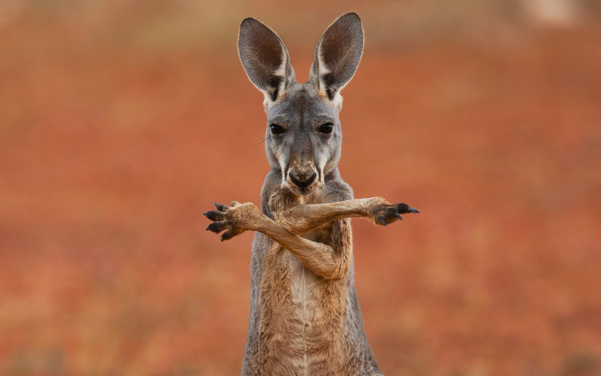 Kangaroo (Animals), Australian wildlife, Kangaroo species, Iconic animals, 1920x1200 HD Desktop