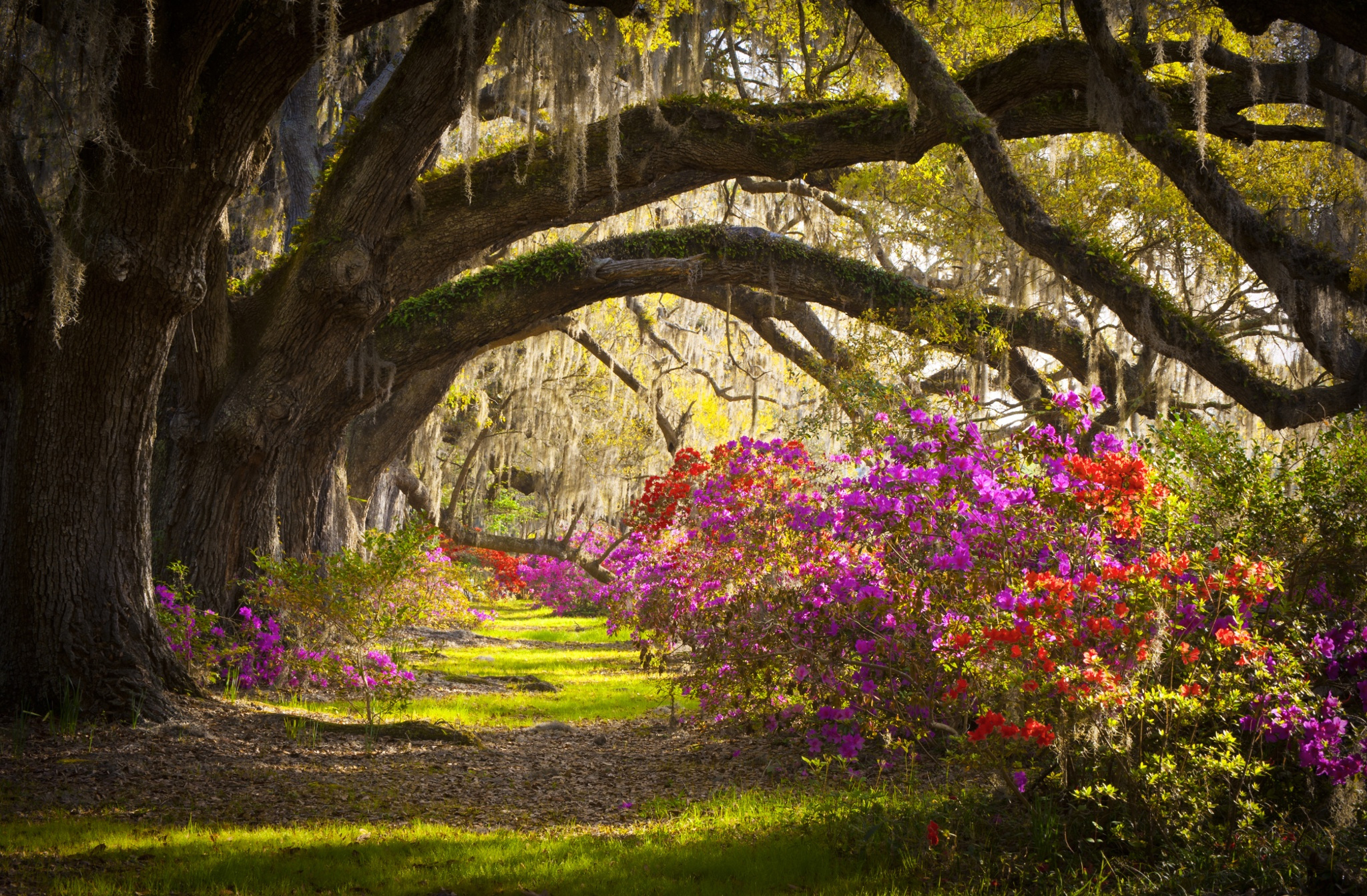South Carolina, Magnolia Plantation, Nature's beauty, HD wallpaper, 2050x1350 HD Desktop
