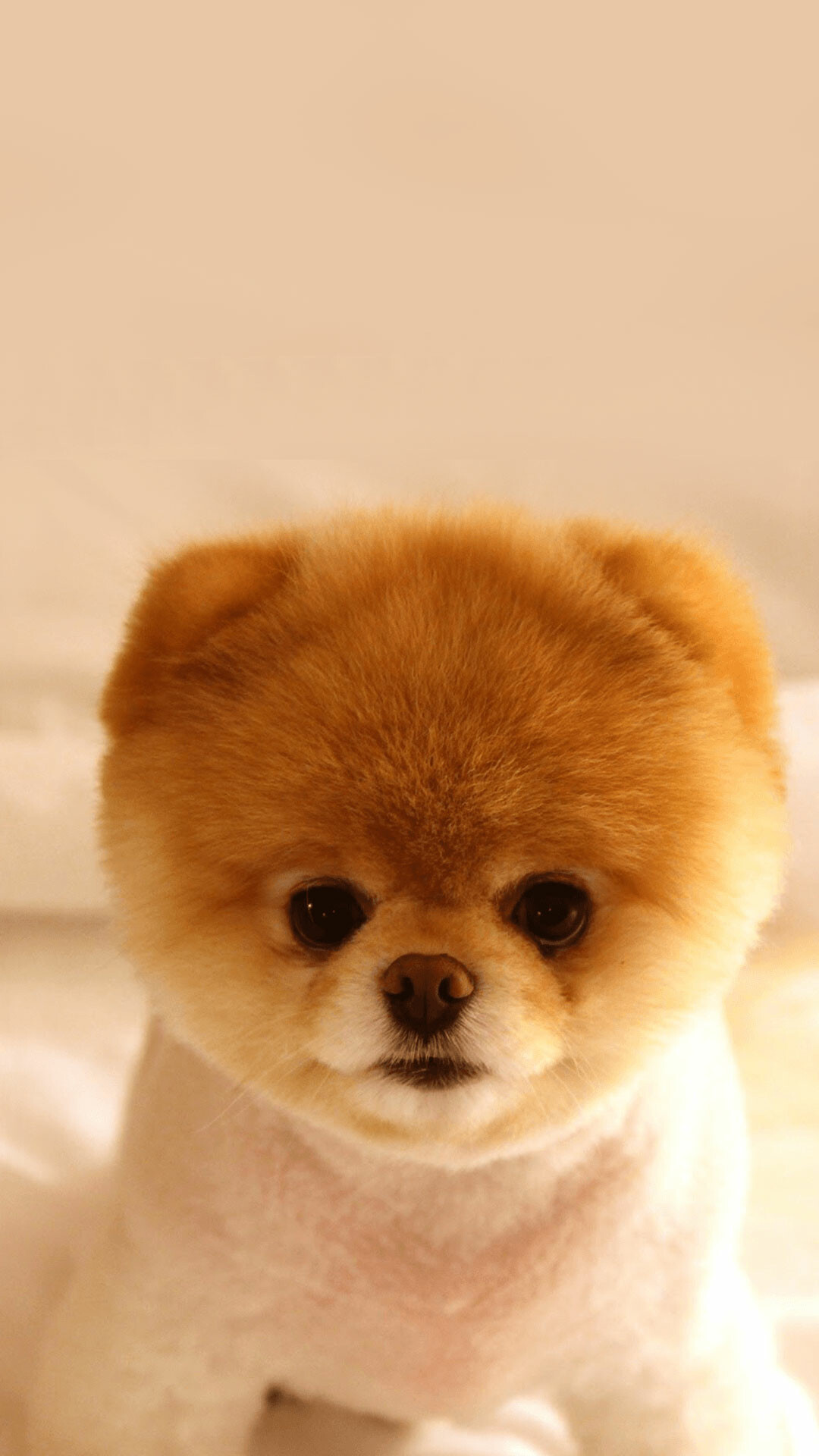Dog: Pomeranians have a thick double coat. 1080x1920 Full HD Background.