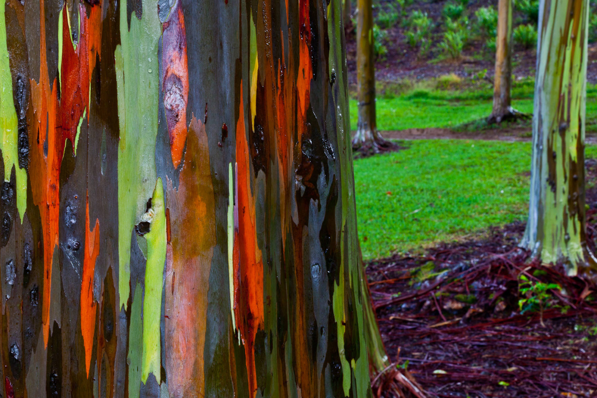 Rainbow eucalyptus, Tree, Nature, 1930x1290 HD Desktop
