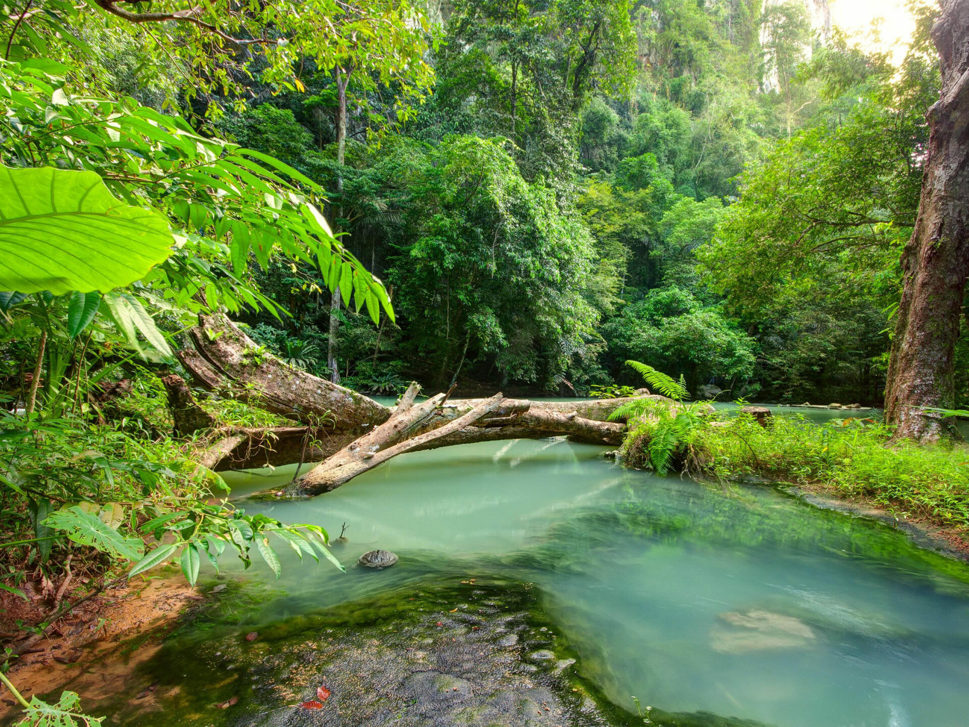 Jungle: Tropical landscape, Blue river, Rainforest, Outback. 1920x1440 HD Wallpaper.