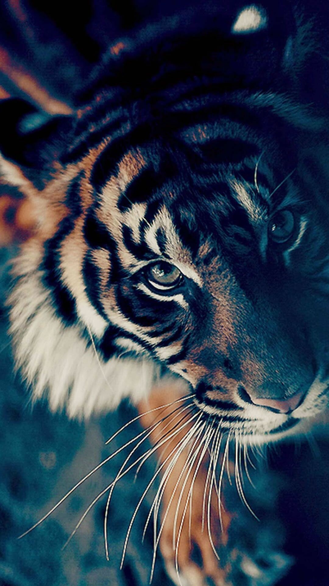 Tiger Cub: Have been known to imitate the call of other animals to successfully attract prey. 1080x1920 Full HD Wallpaper.