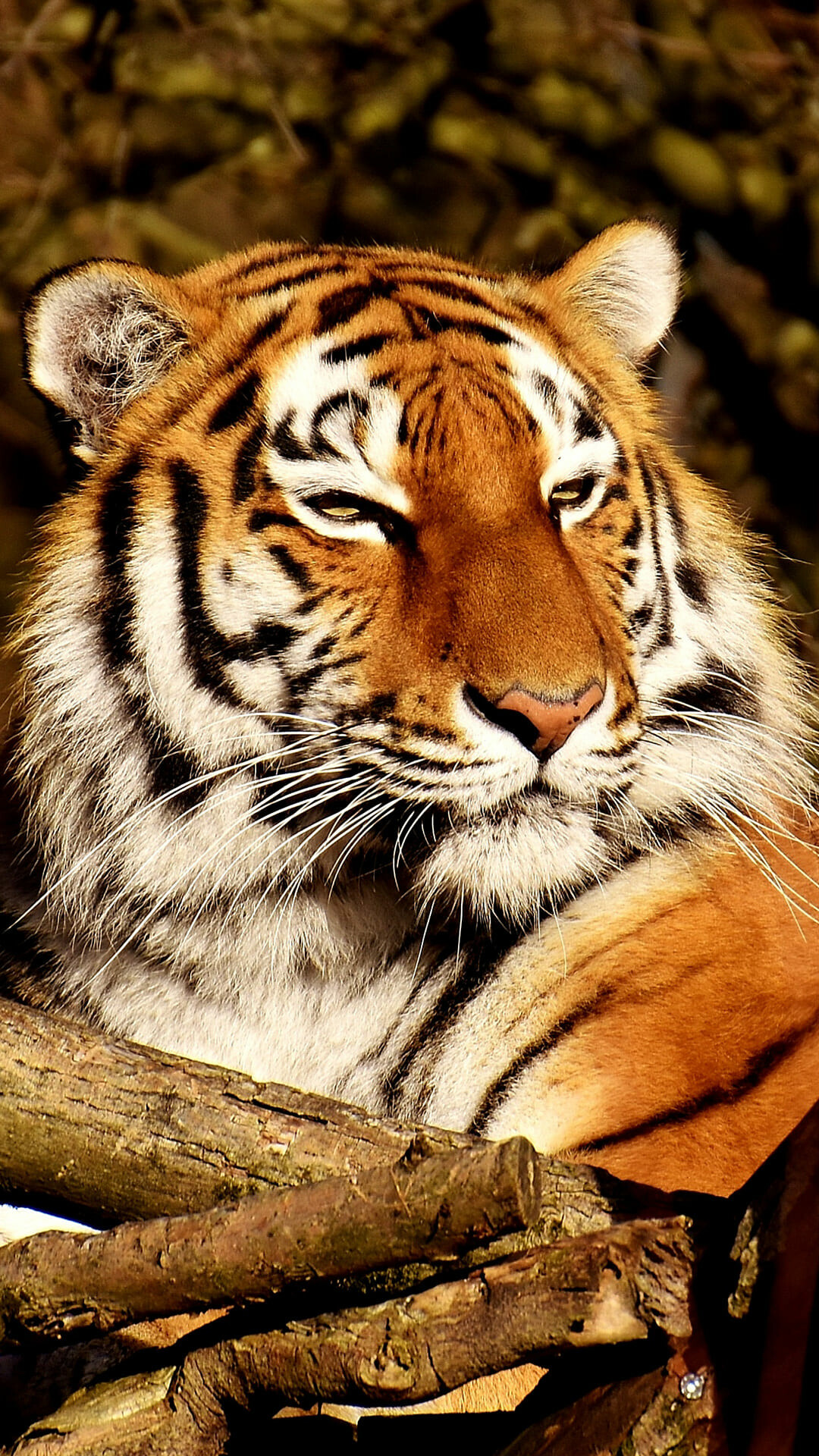Tiger: It's most famous for its unique orange coloring and black-and-white stripes. 1080x1920 Full HD Wallpaper.