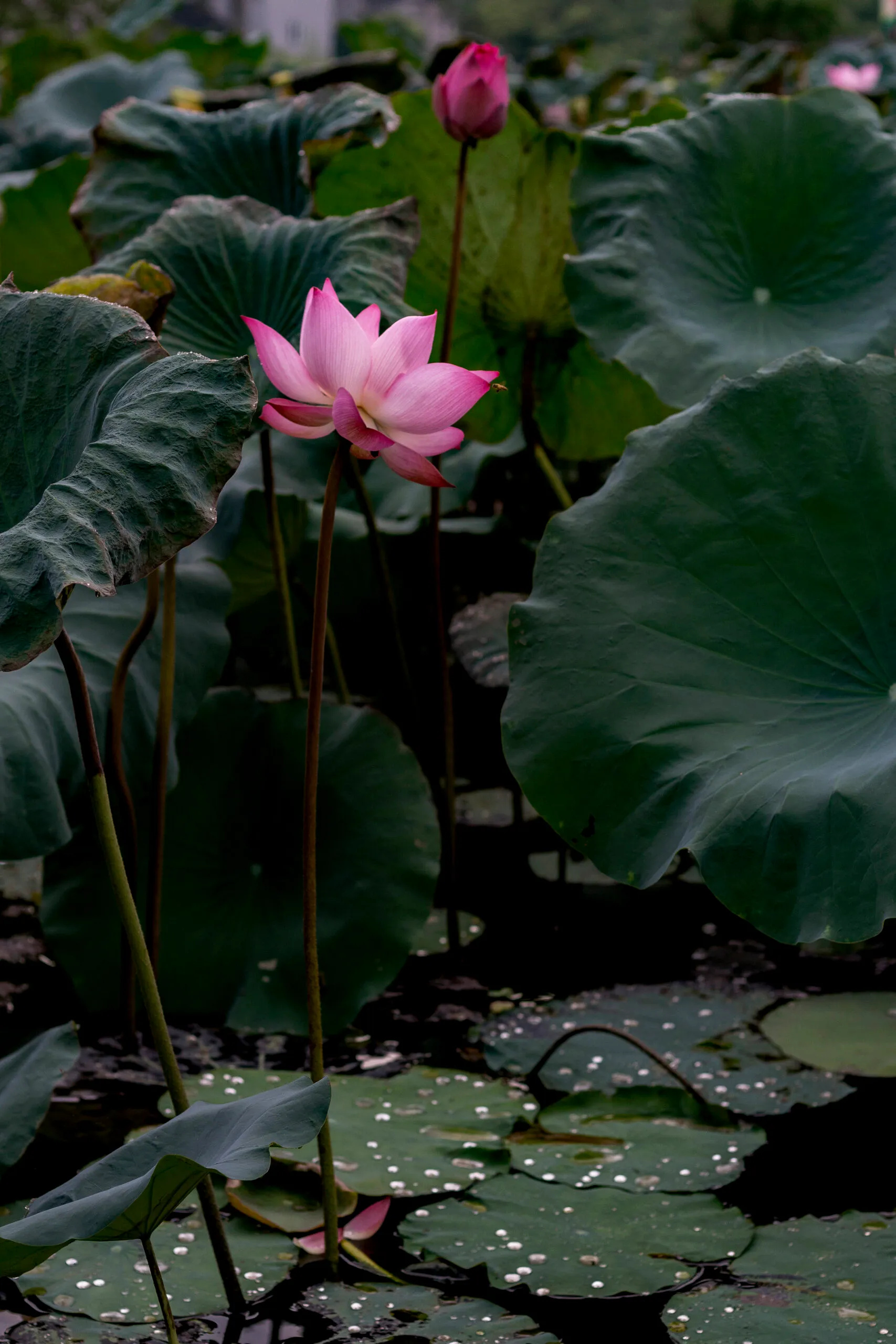 The lotus Vietnam's national flower, Cultural symbol, Historical significance, Natural beauty, 1710x2560 HD Phone