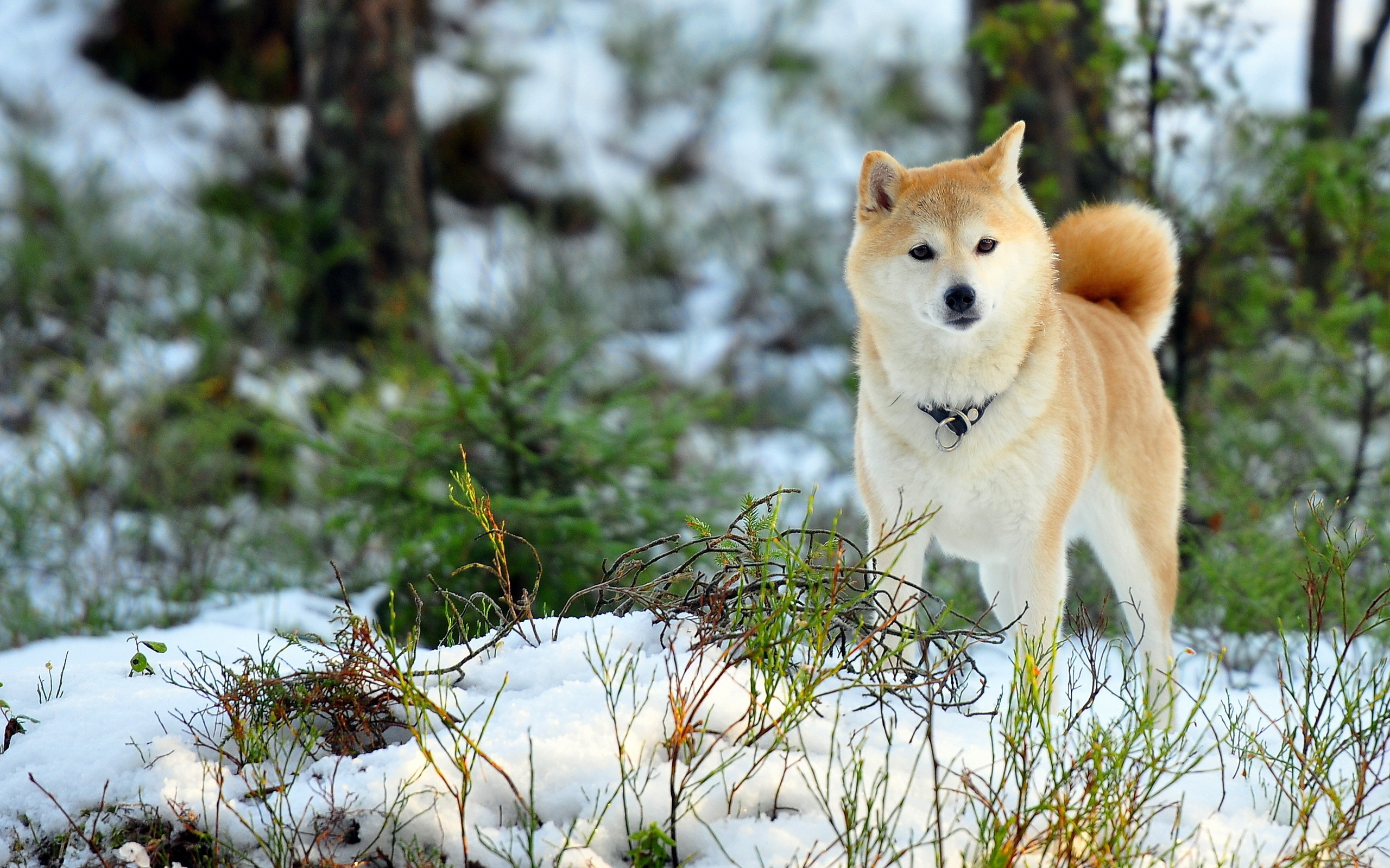 Hokkaido Dog, Akita wallpaper, 2560x1600 HD Desktop