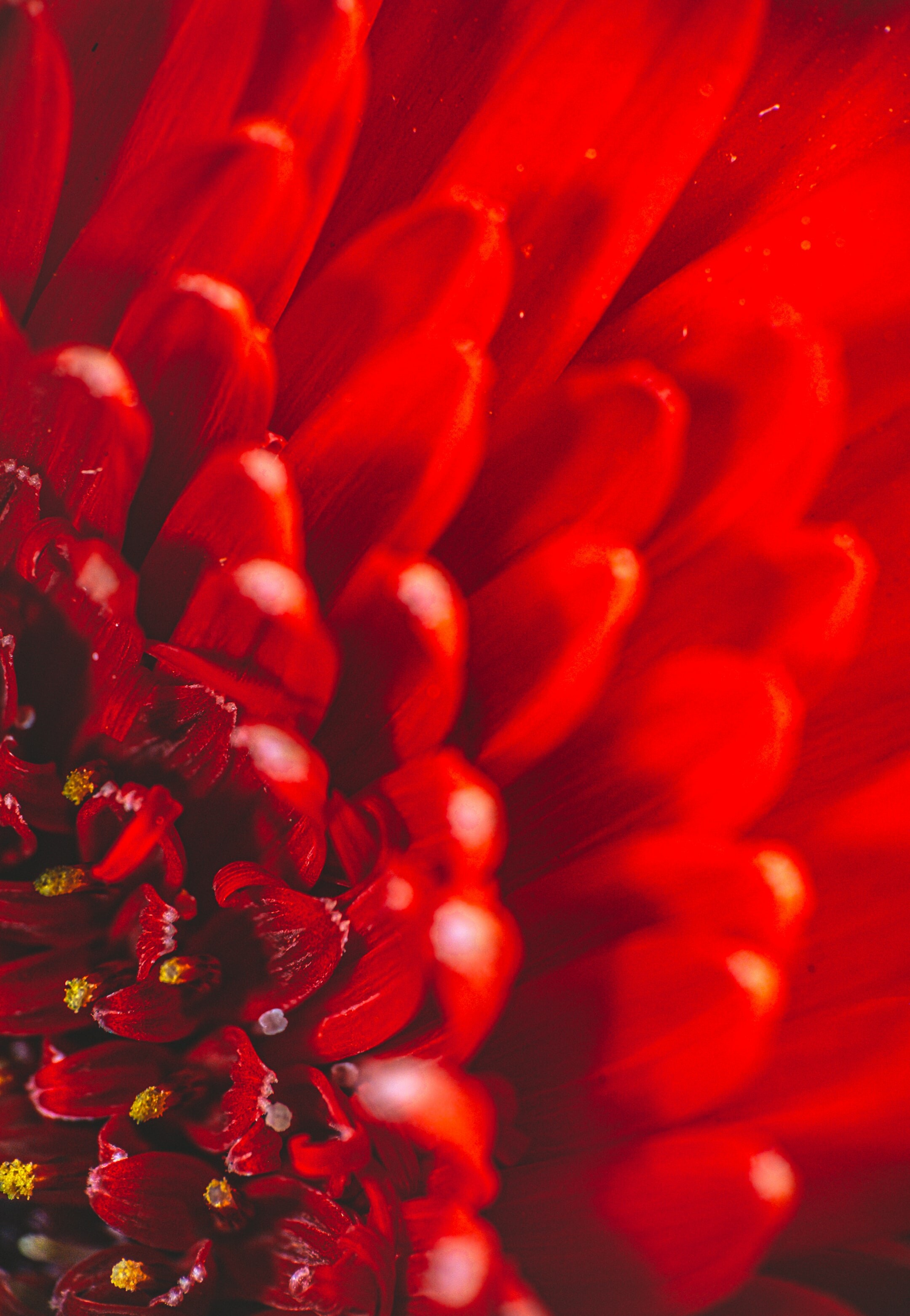 Chrysanthemum: Countless horticultural varieties and cultivars exist, Chrysanths. 2160x3130 HD Wallpaper.