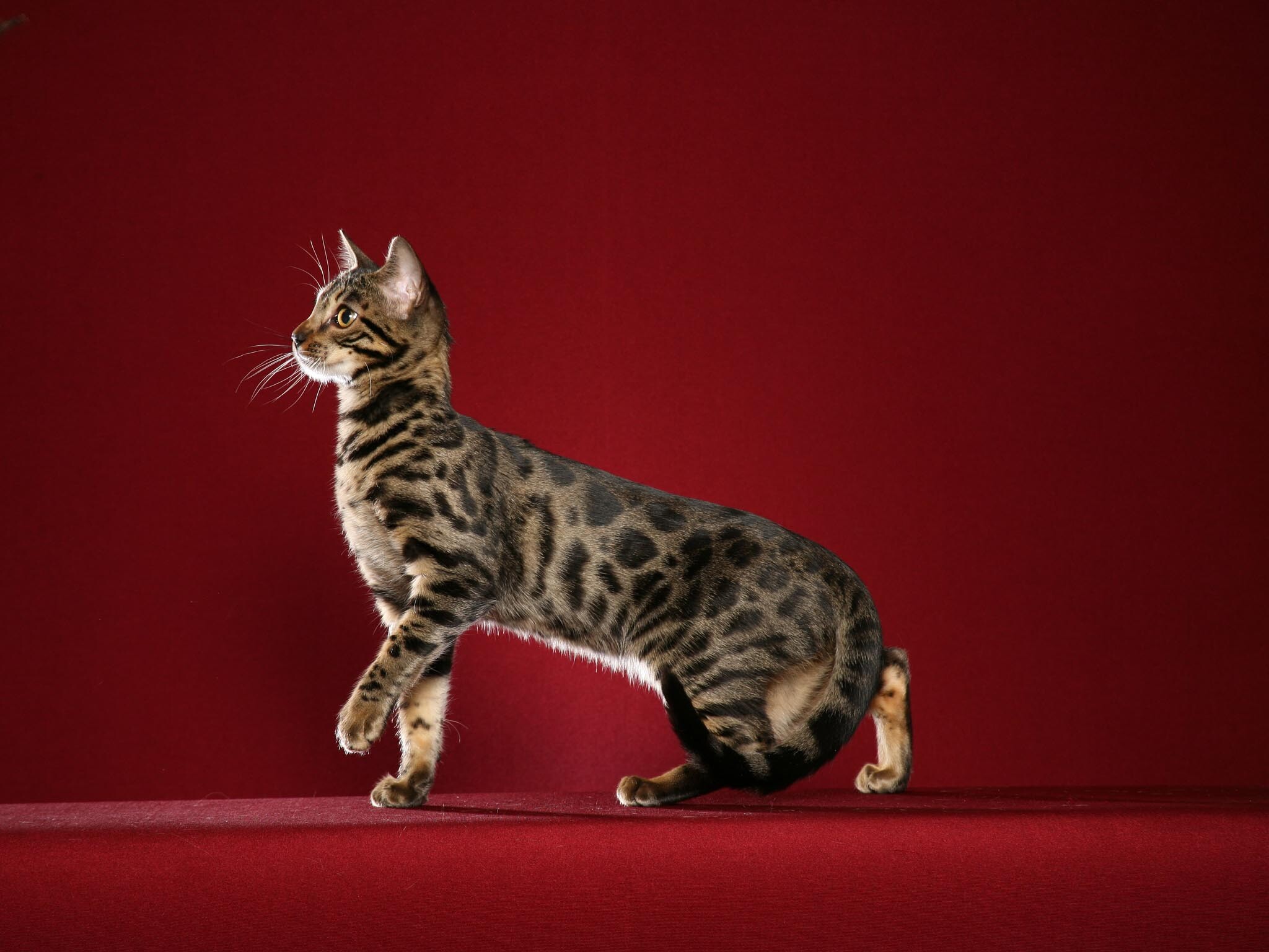 Bengal Cat: Despite their striking appearance, physically there is nothing extreme about their build or structure, as this is a well-balanced feline without any exaggerated features, smallish ears, wedge-shaped head, neat paws, and athletic outline. 2050x1540 HD Wallpaper.