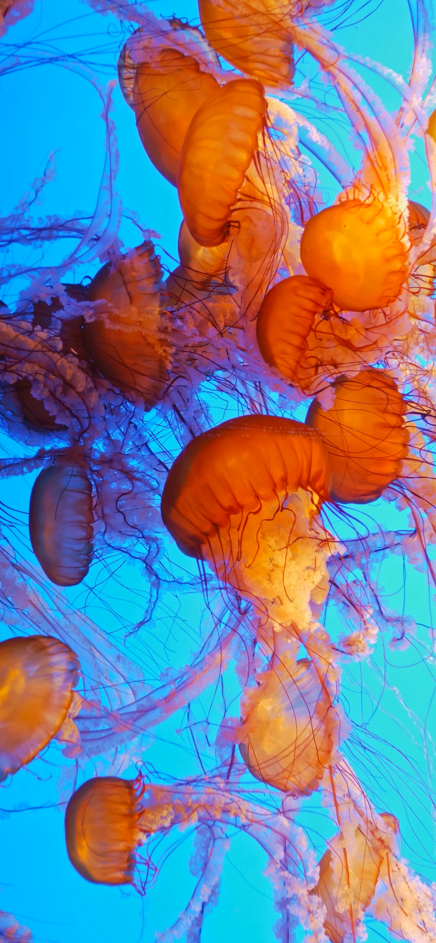 Jellyfish phone wallpapers, Mobile magic, Oceanic backgrounds, Underwater aesthetics, 1430x3080 HD Phone