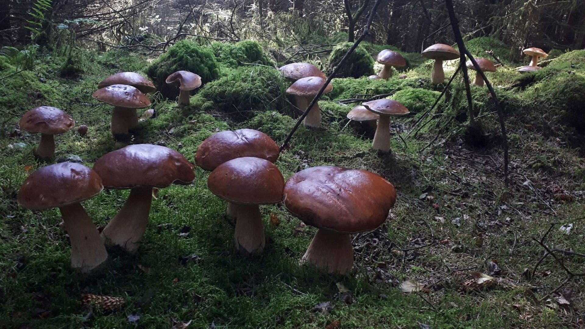 Porcini mushroom find, Forager's treasure, Lost for words, Fungi fascination, 1920x1080 Full HD Desktop