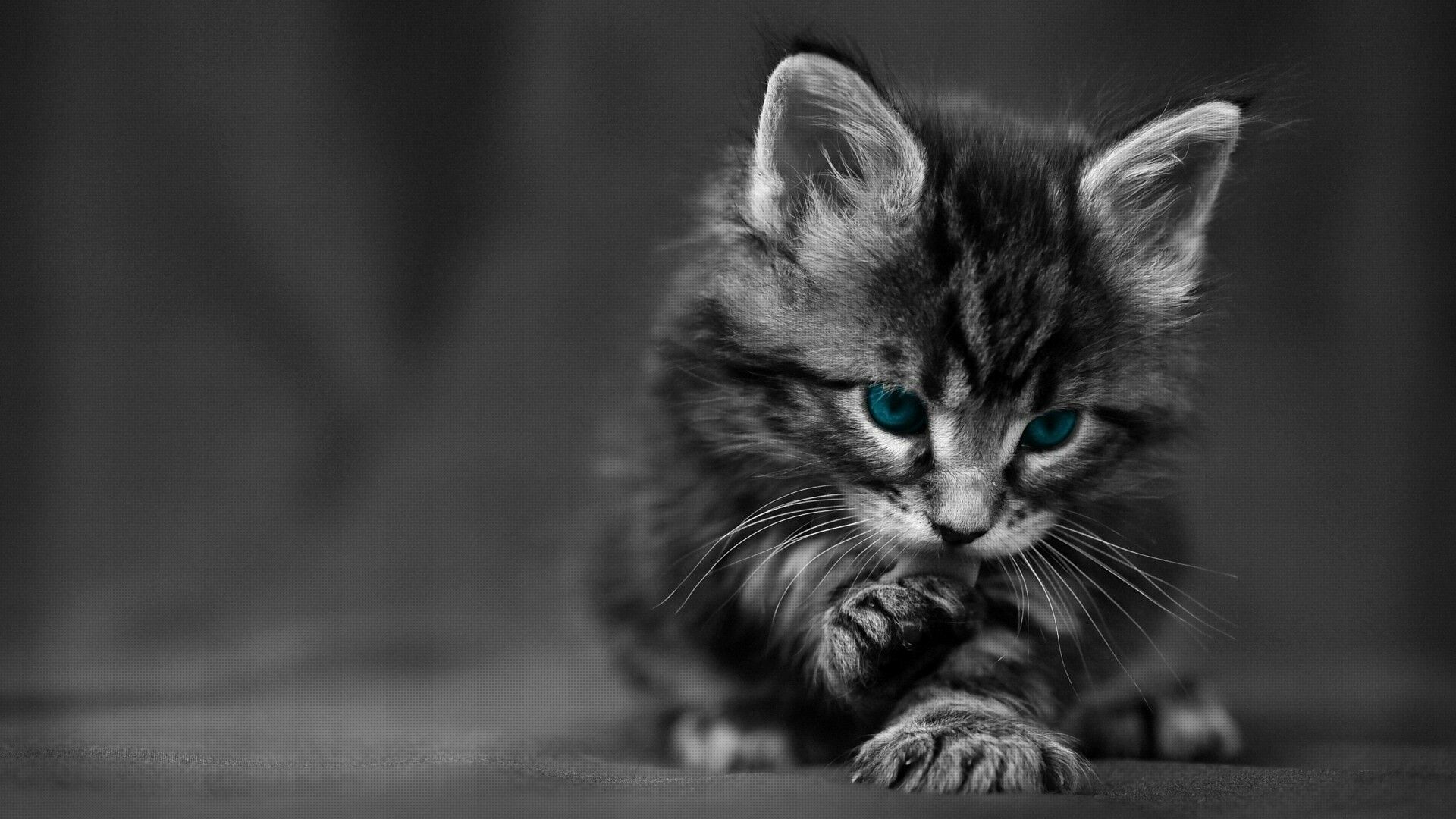 Kitten: Cat with blue eyes, A carnivorous mammal. 1920x1080 Full HD Background.