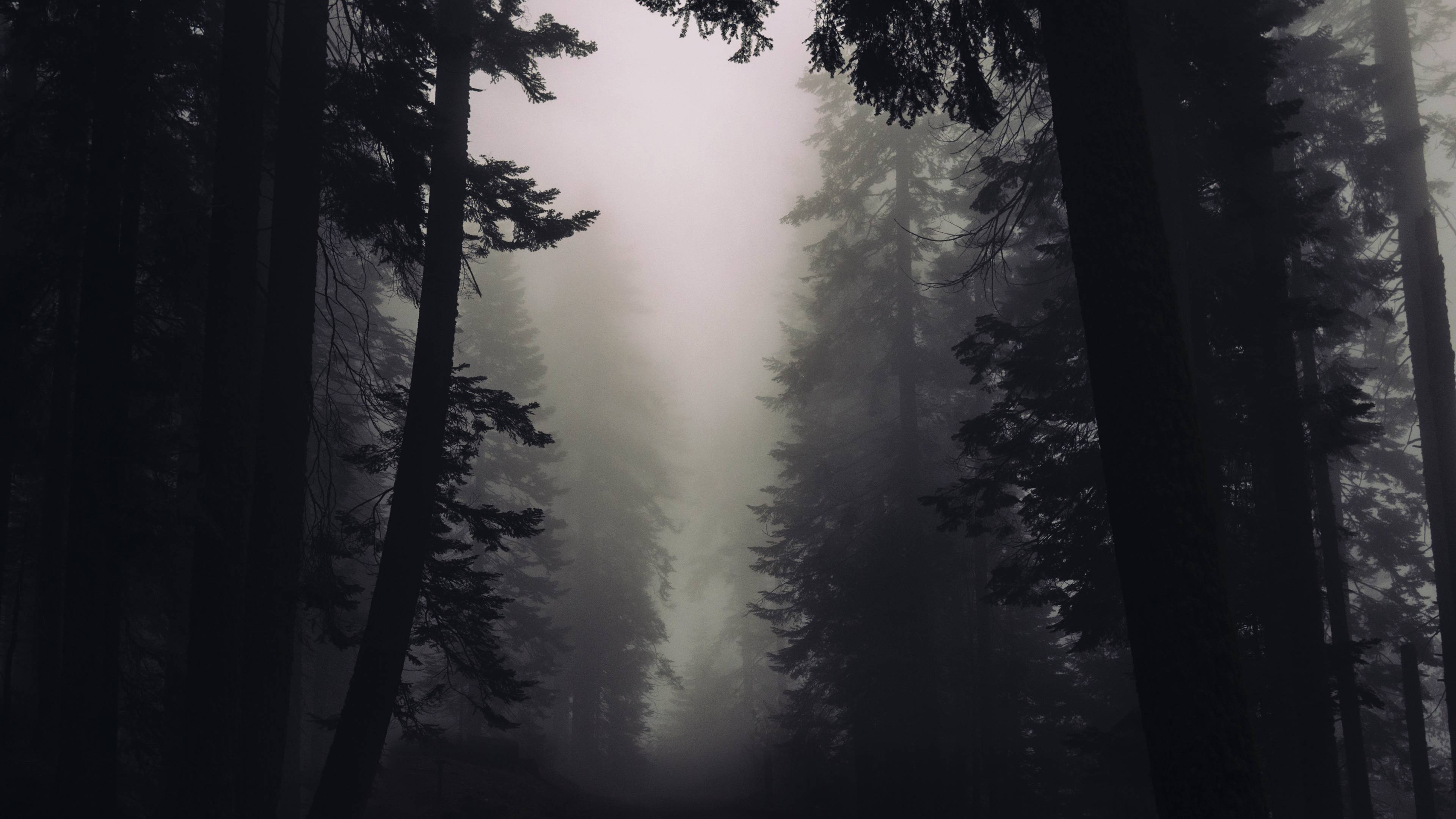 Gothic Art: Foggy forest, Black and white, Monochrome, Mystic atmosphere. 3840x2160 4K Background.