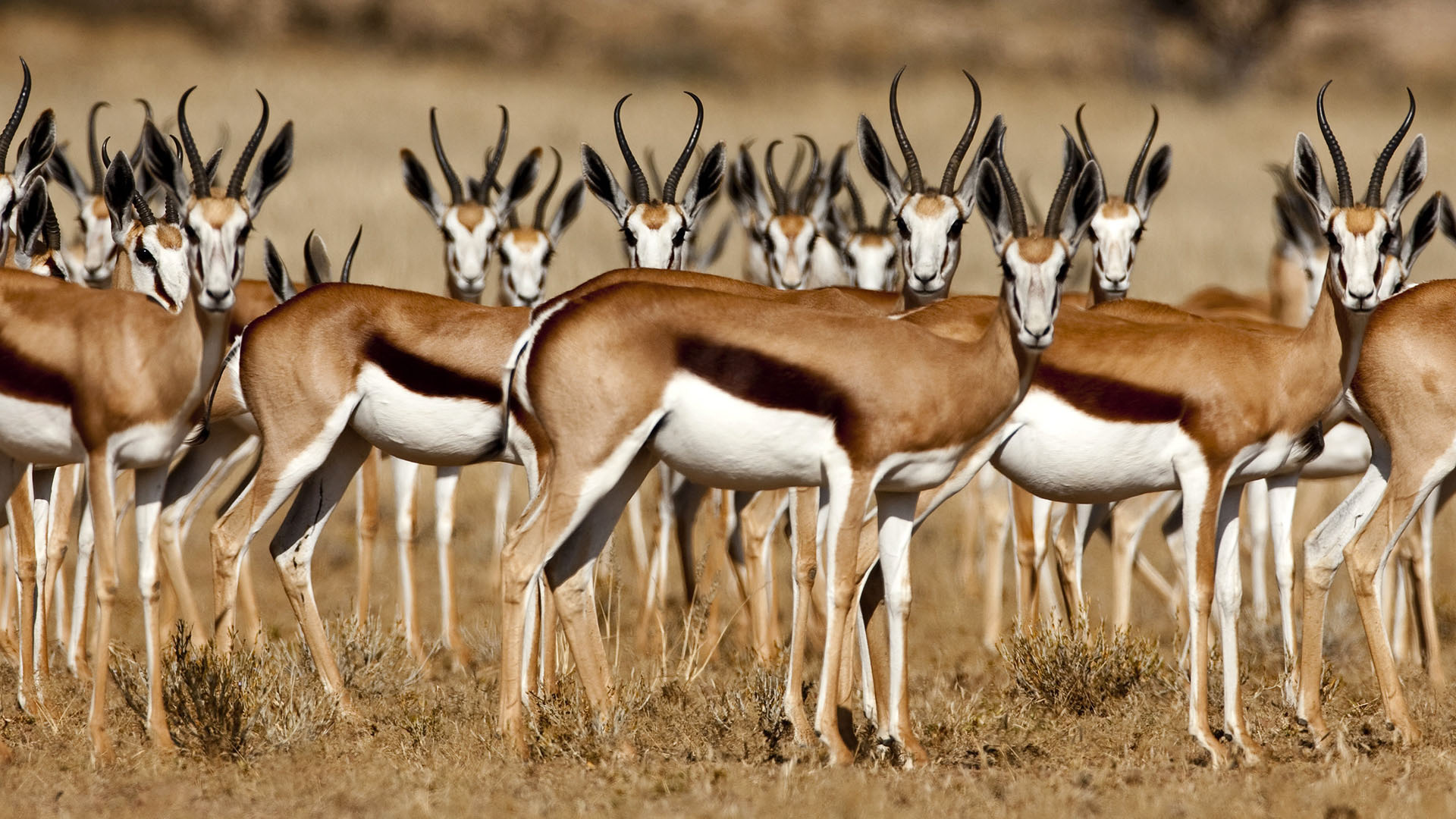 30 antelope wallpapers, African wildlife, Striking beauty, Nature's diversity, 1920x1080 Full HD Desktop