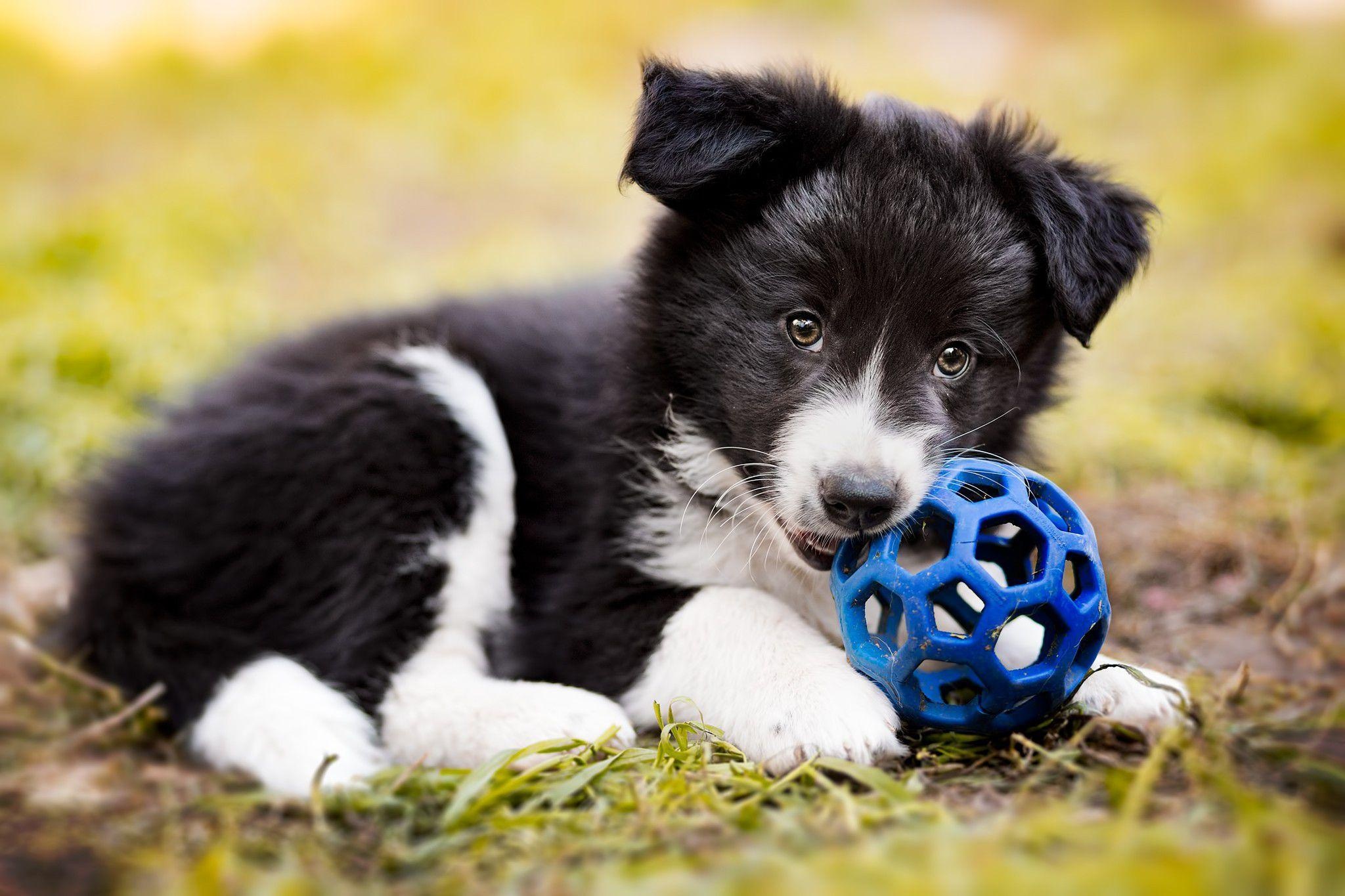 Collie dog wallpapers, Free backgrounds, Canine pets, Cute animals, 2050x1370 HD Desktop