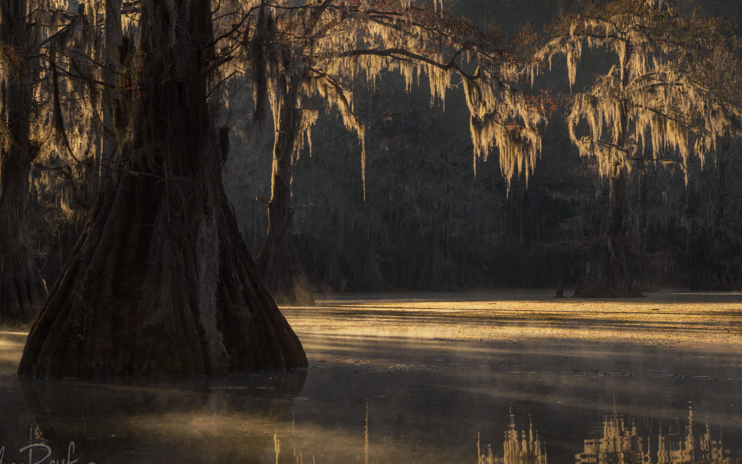 Bald cypress, Caddo Lake, Texas, Swamps, 2560x1600 HD Desktop