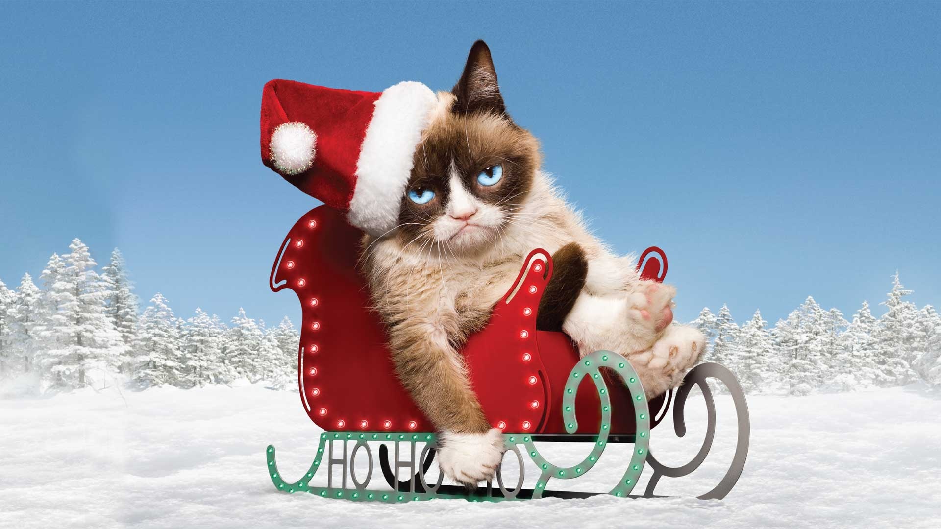 Grumpy Cat Christmas wallpapers, post, Festive backgrounds, Grumpy cat's holiday spirit, 1920x1080 Full HD Desktop