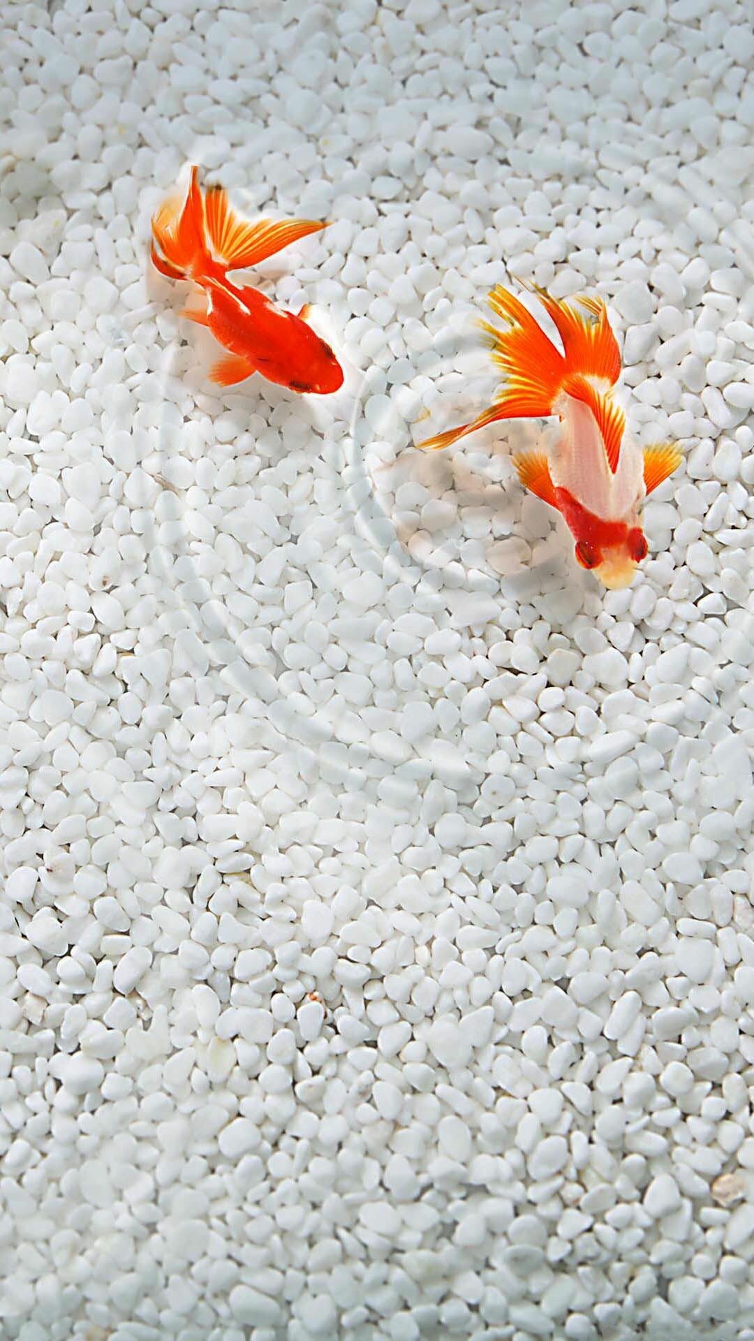 Fish: Goldfish, Carassius auratus, Ornamental aquarium and pond species. 1080x1920 Full HD Background.