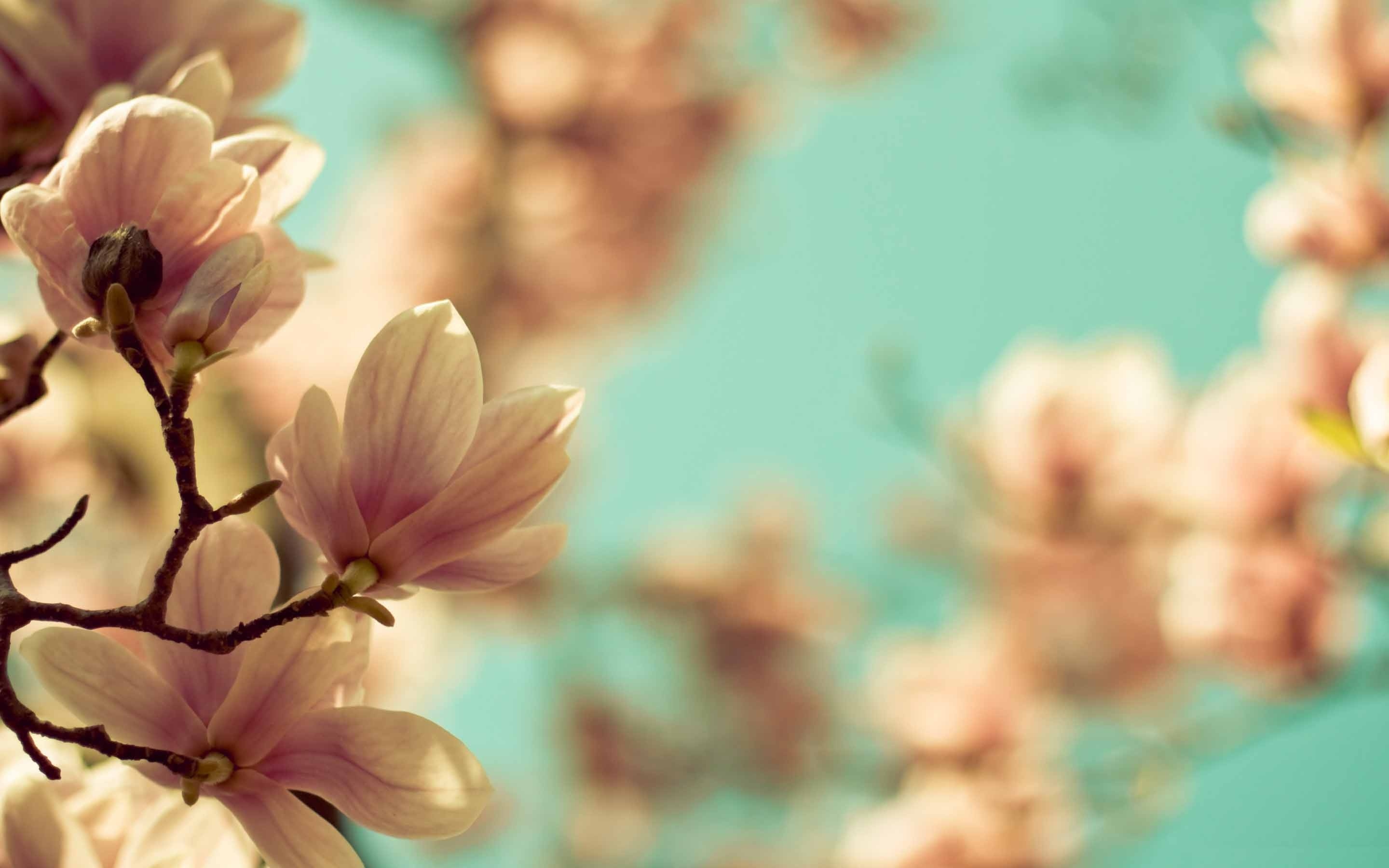 Macbook air's delight, Magnolias in bloom, Floral wallpaper, Nature's gift, 2880x1800 HD Desktop